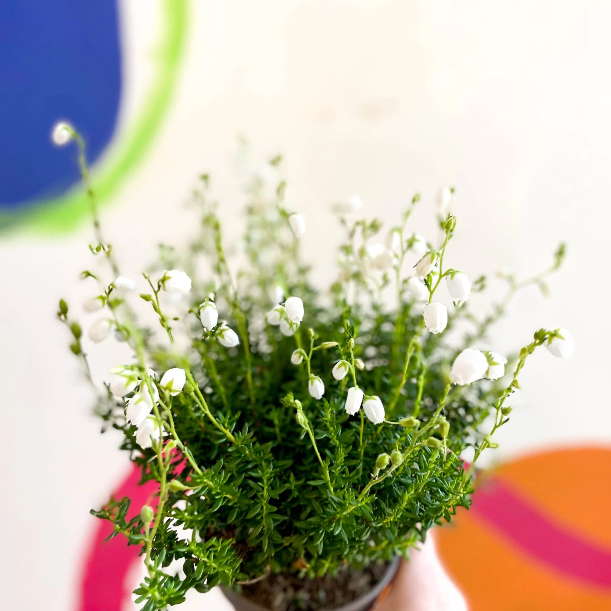 Daboecia cantabrica alba - Irish Heath - Image 5