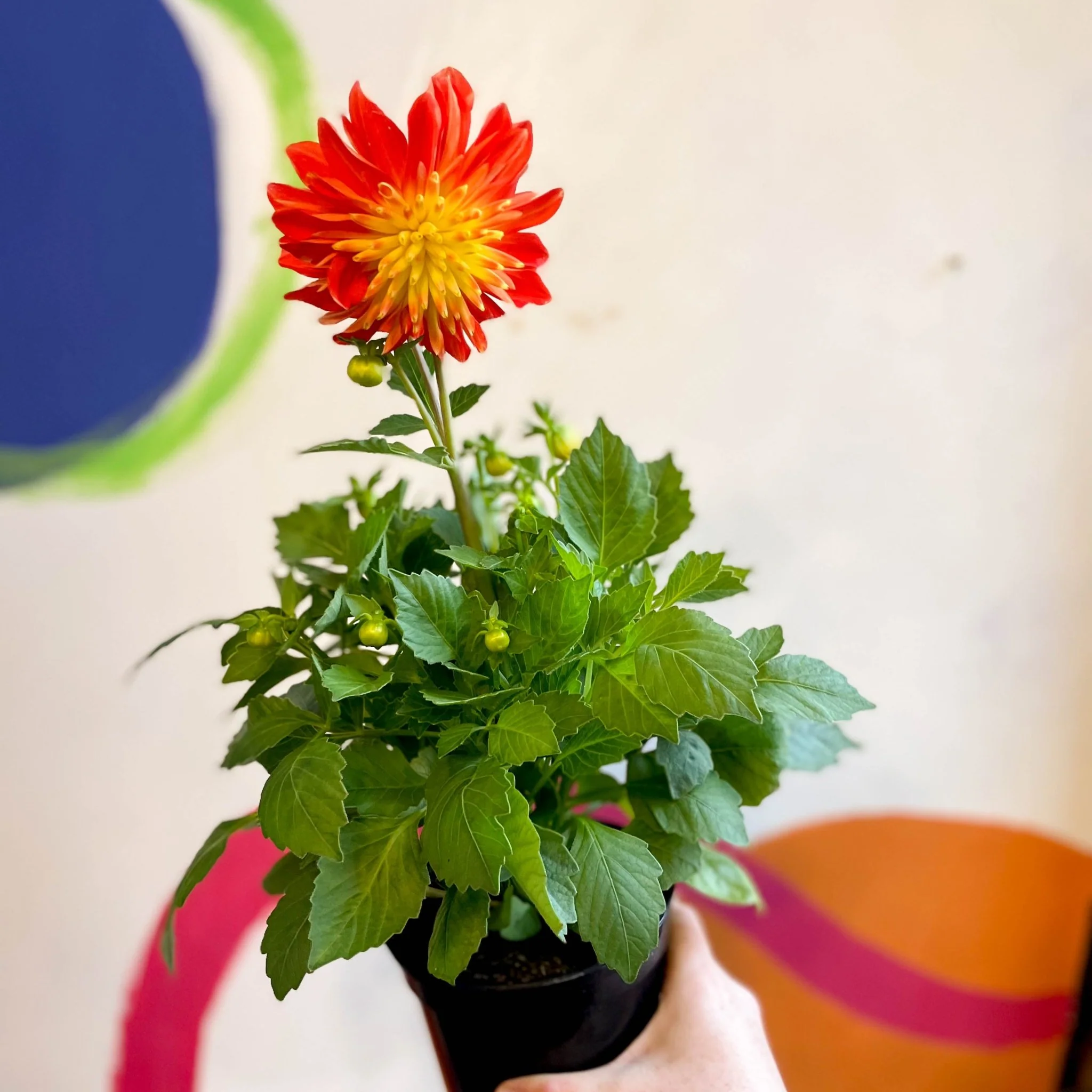 Dahlia 'Dalina Maxi Fireball (P)' - British Grown - Image 3