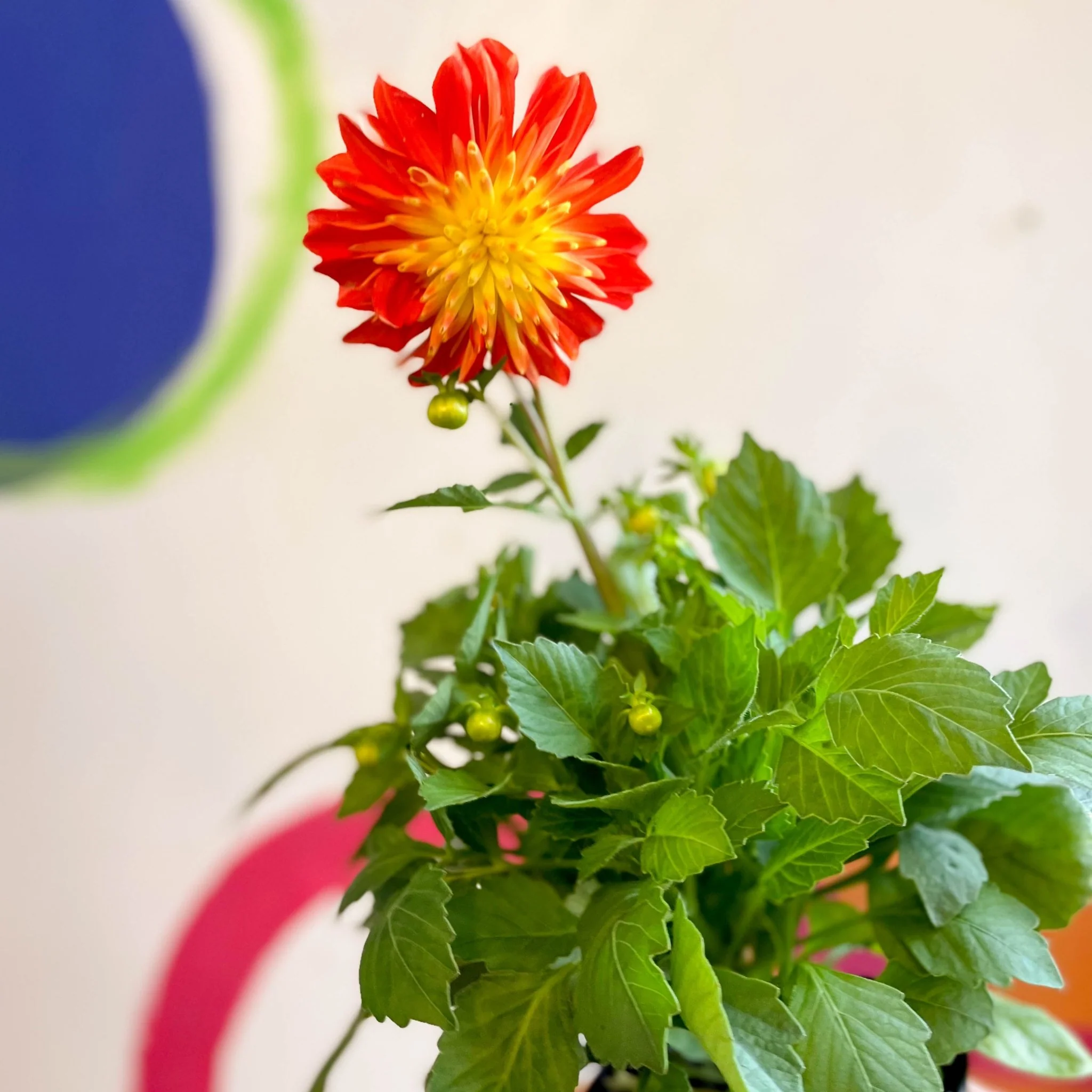 Dahlia 'Dalina Maxi Fireball (P)' - British Grown - Image 5