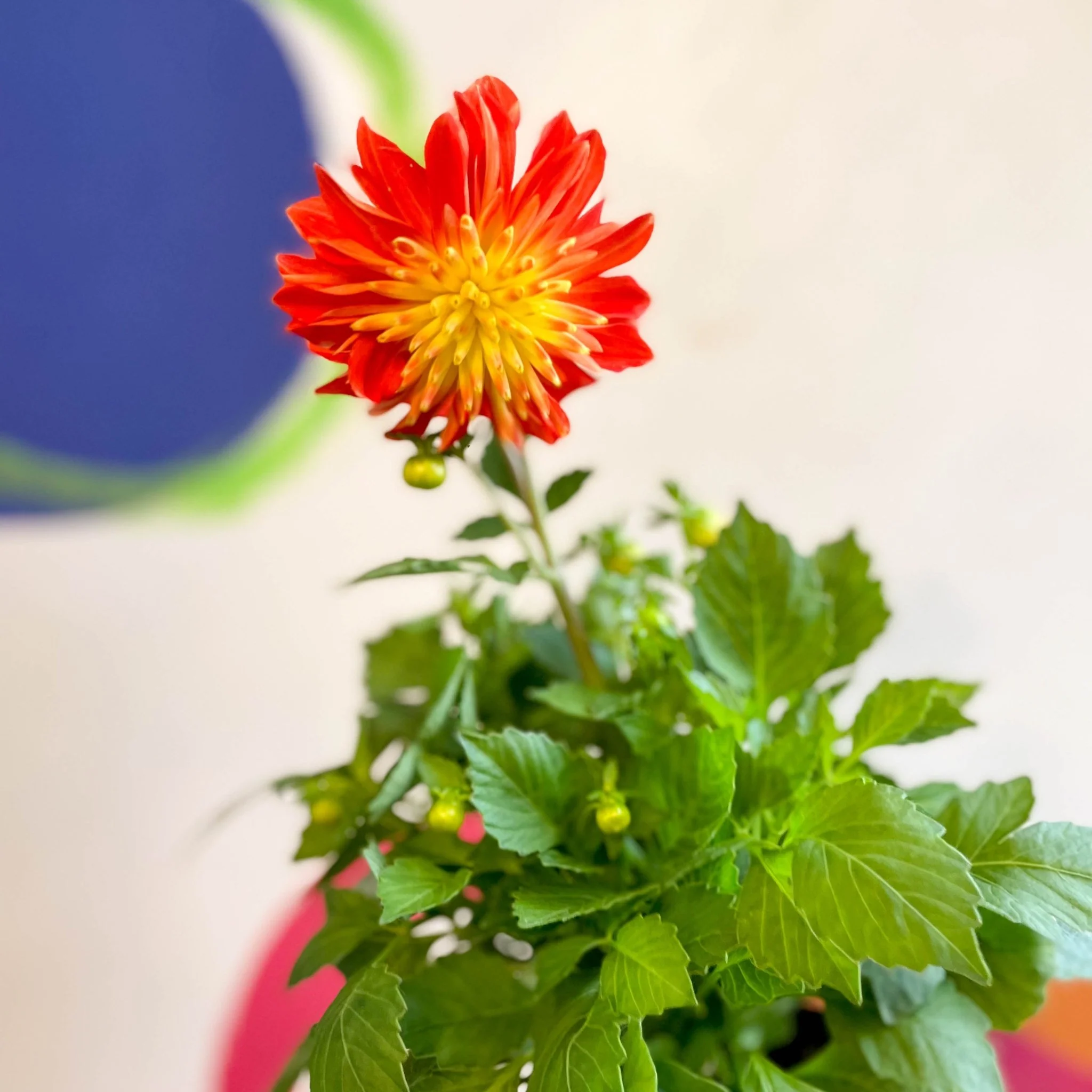 Dahlia 'Dalina Maxi Fireball (P)' - British Grown - Image 7