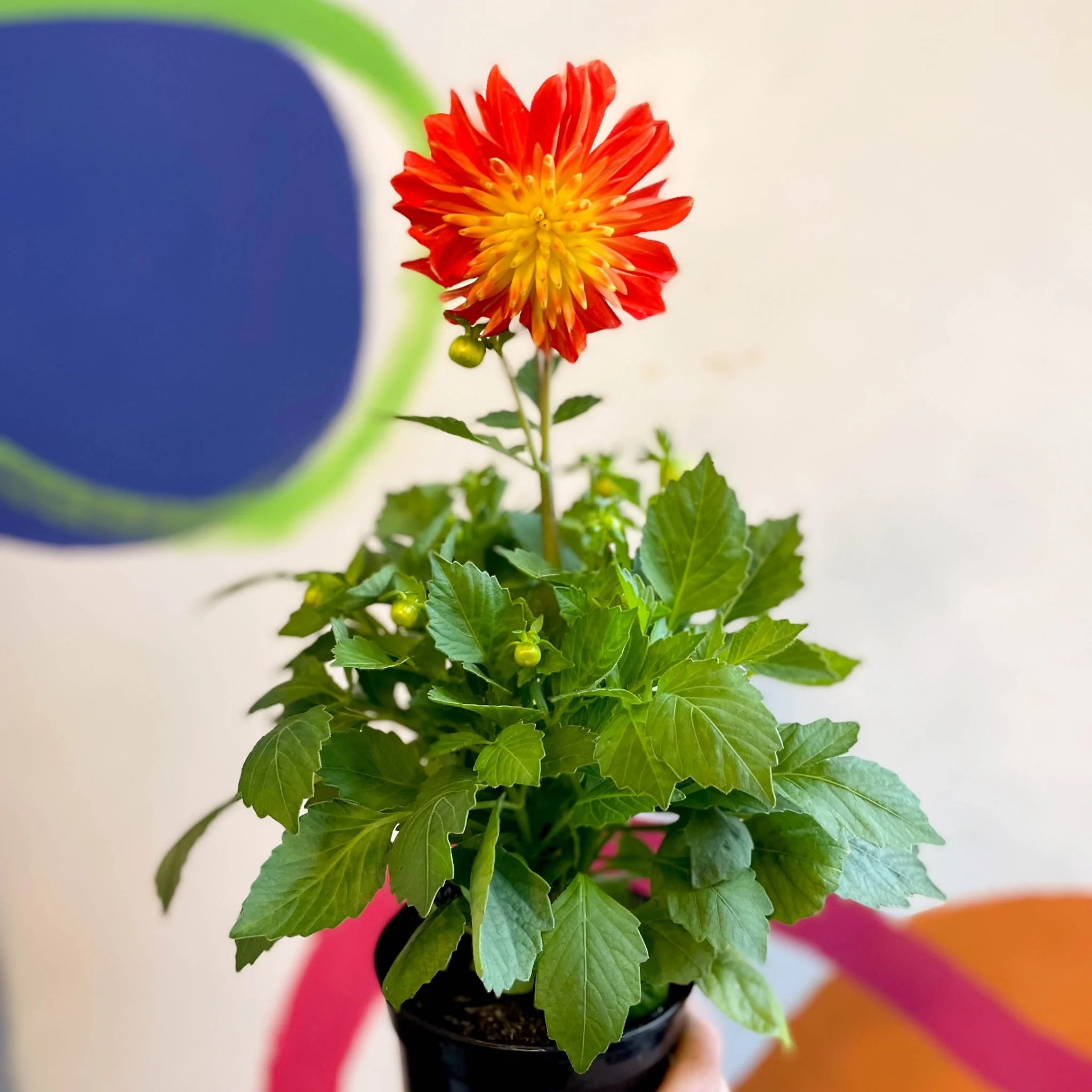 Dahlia 'Dalina Maxi Fireball (P)' - British Grown - Image 9