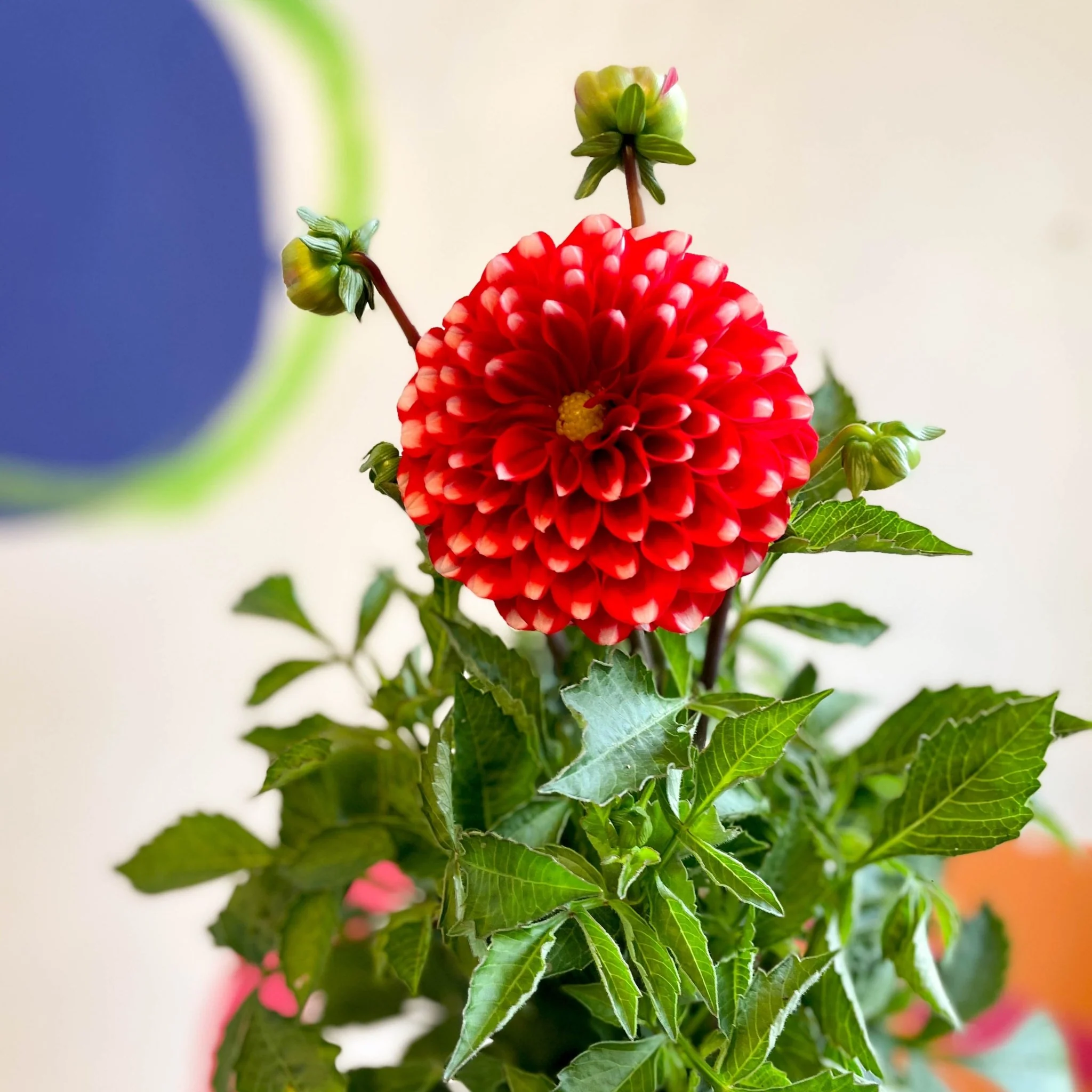 Dahlia 'Dalina Maxi Merida (P)' - British Grown - Image 2