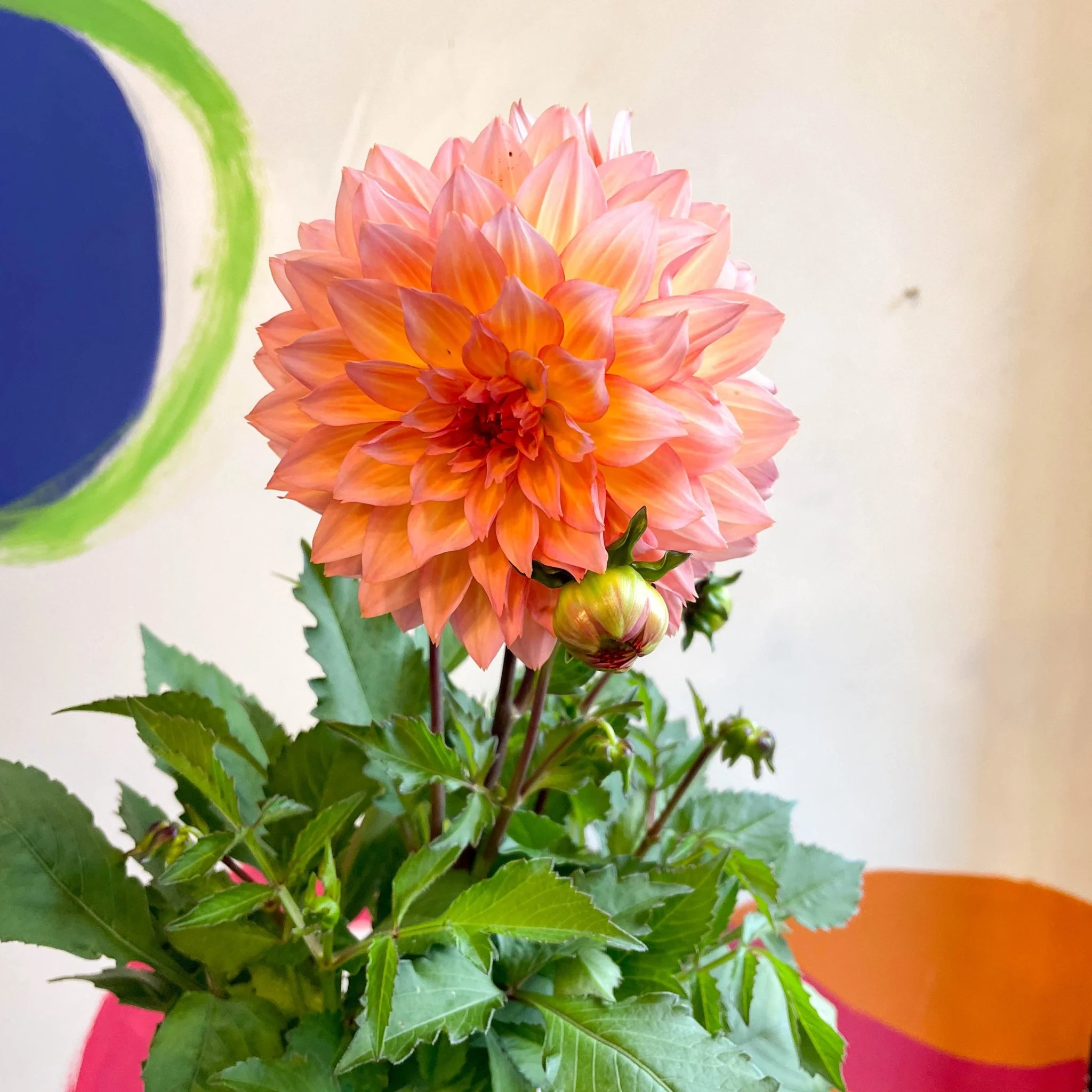 Dahlia 'Dalina Maxi Peach (P)' - British Grown
