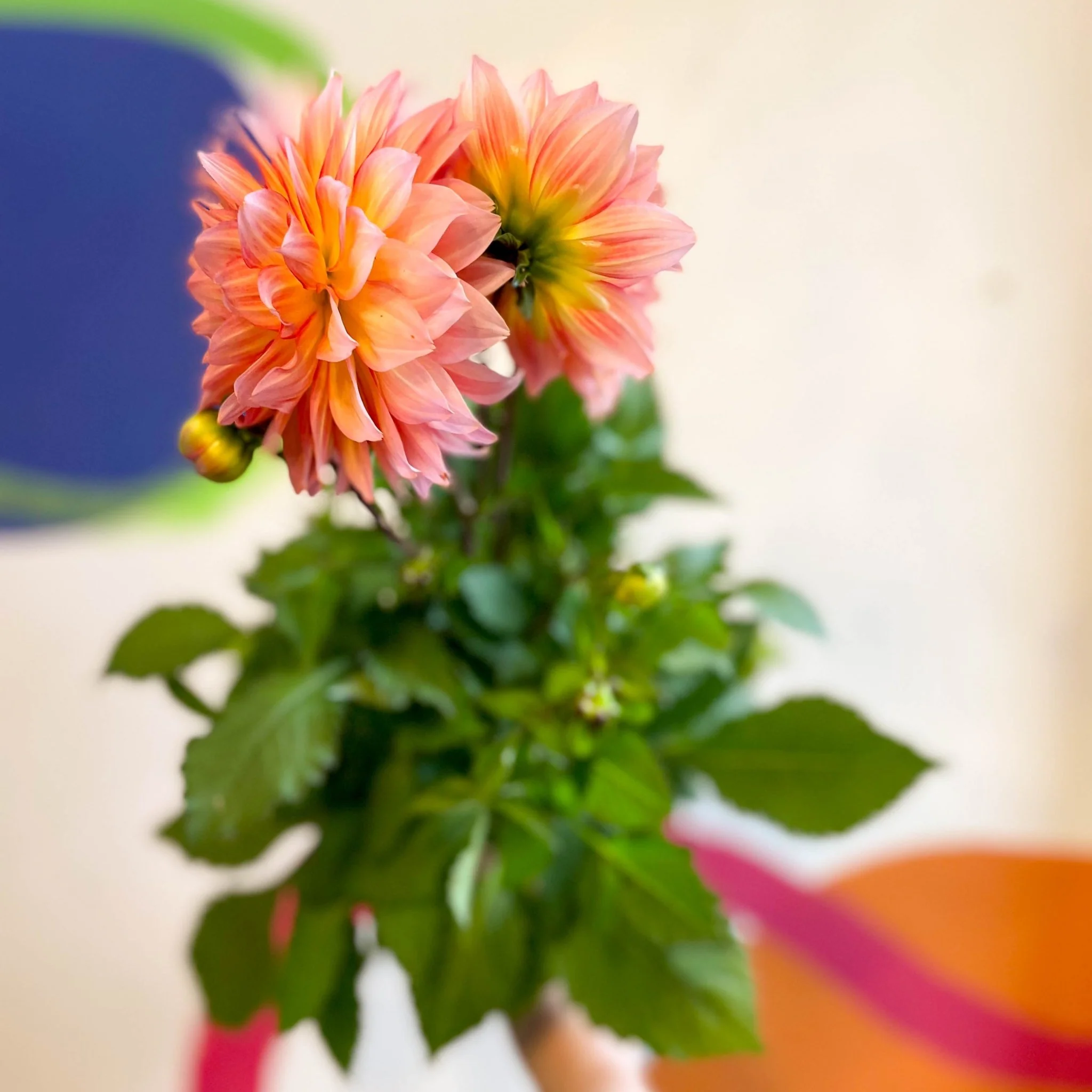 Dahlia 'Dalina Maxi Peach (P)' - British Grown - Image 3