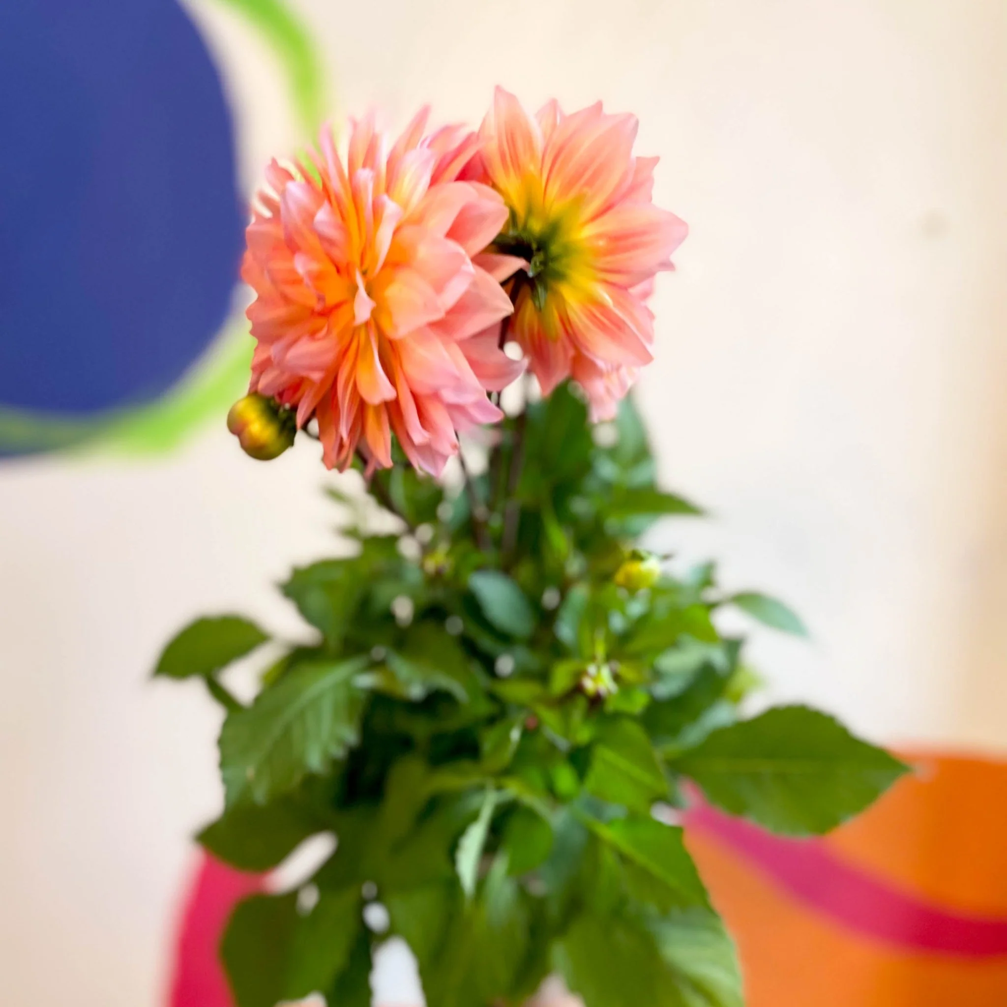 Dahlia 'Dalina Maxi Peach (P)' - British Grown - Image 4