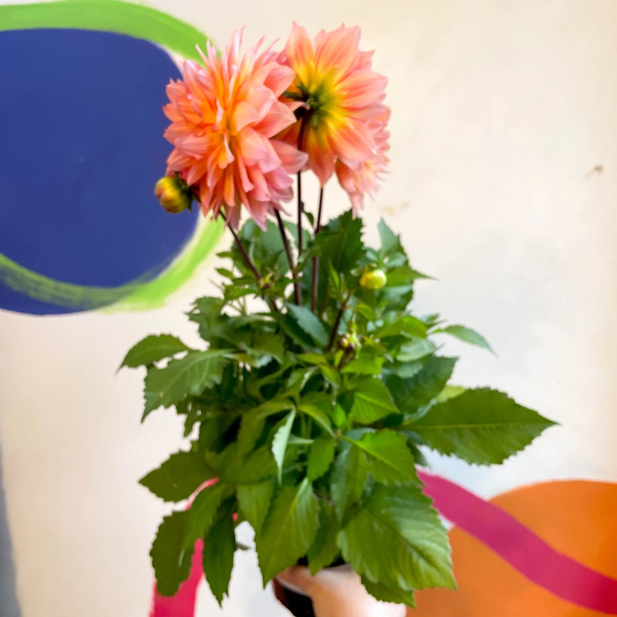Dahlia 'Dalina Maxi Peach (P)' - British Grown - Image 5