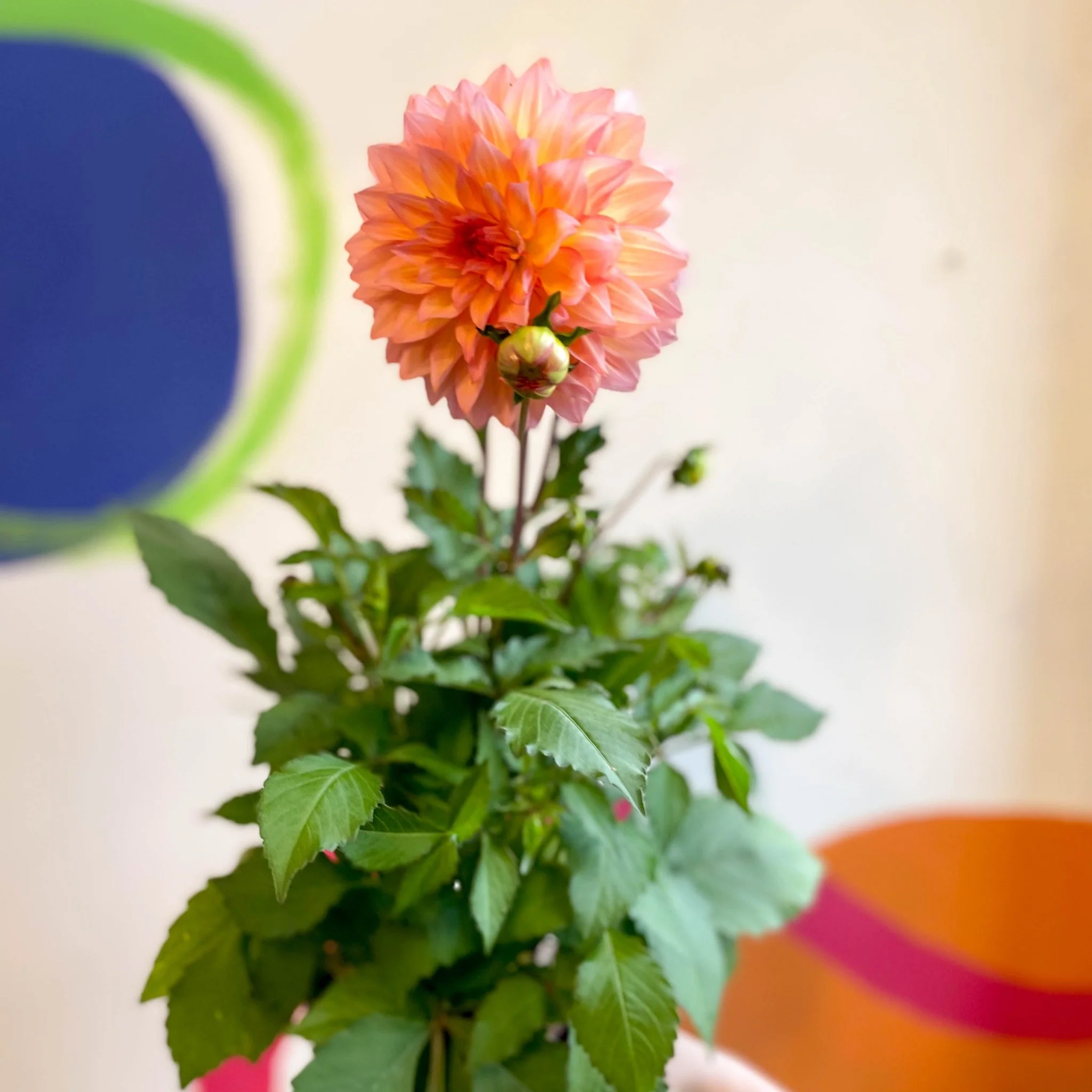 Dahlia 'Dalina Maxi Peach (P)' - British Grown - Image 6