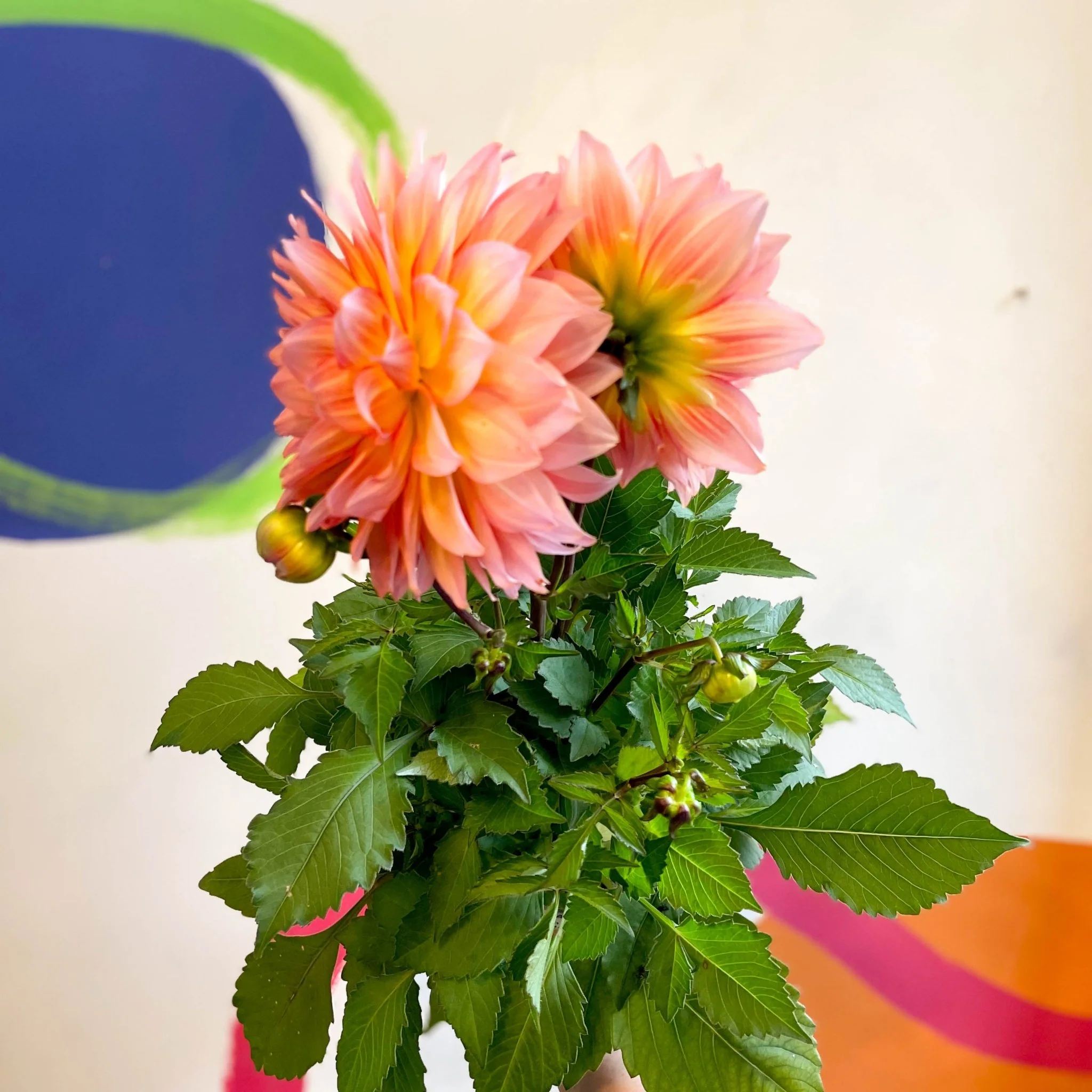 Dahlia 'Dalina Maxi Peach (P)' - British Grown - Image 7