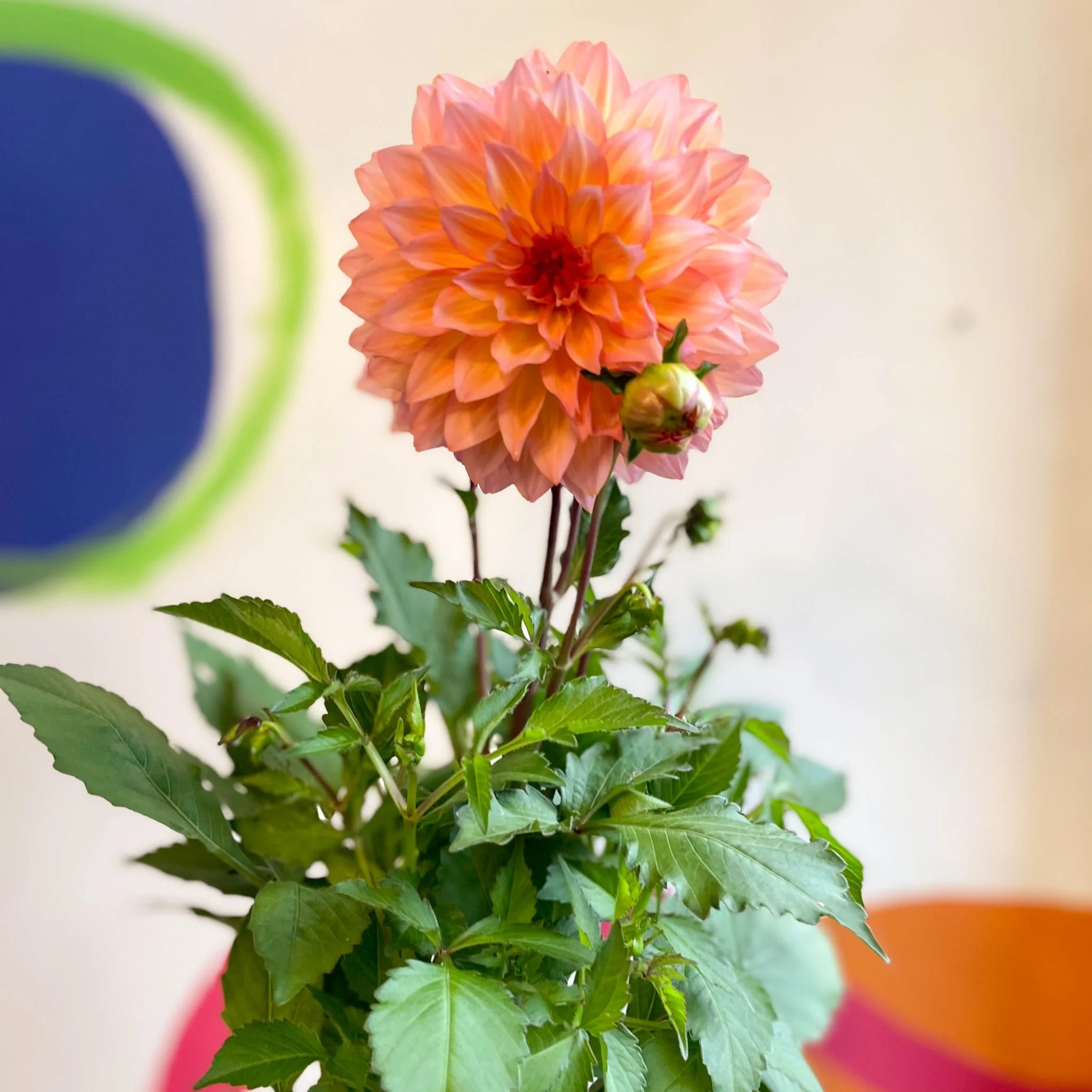 Dahlia 'Dalina Maxi Peach (P)' - British Grown - Image 8
