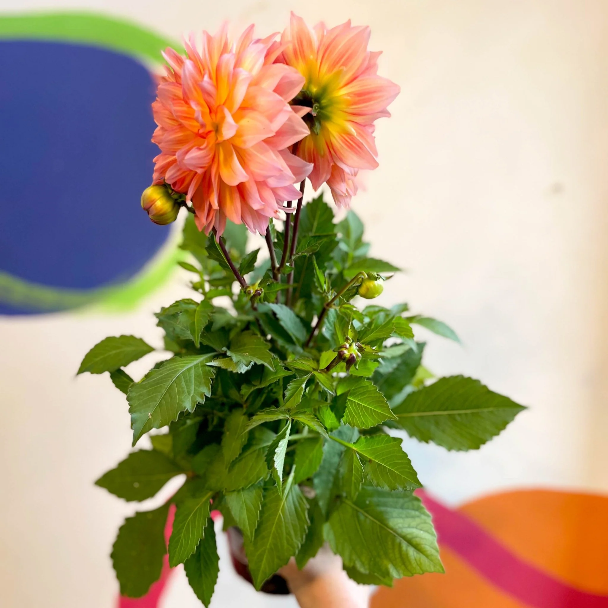 Dahlia 'Dalina Maxi Peach (P)' - British Grown - Image 9