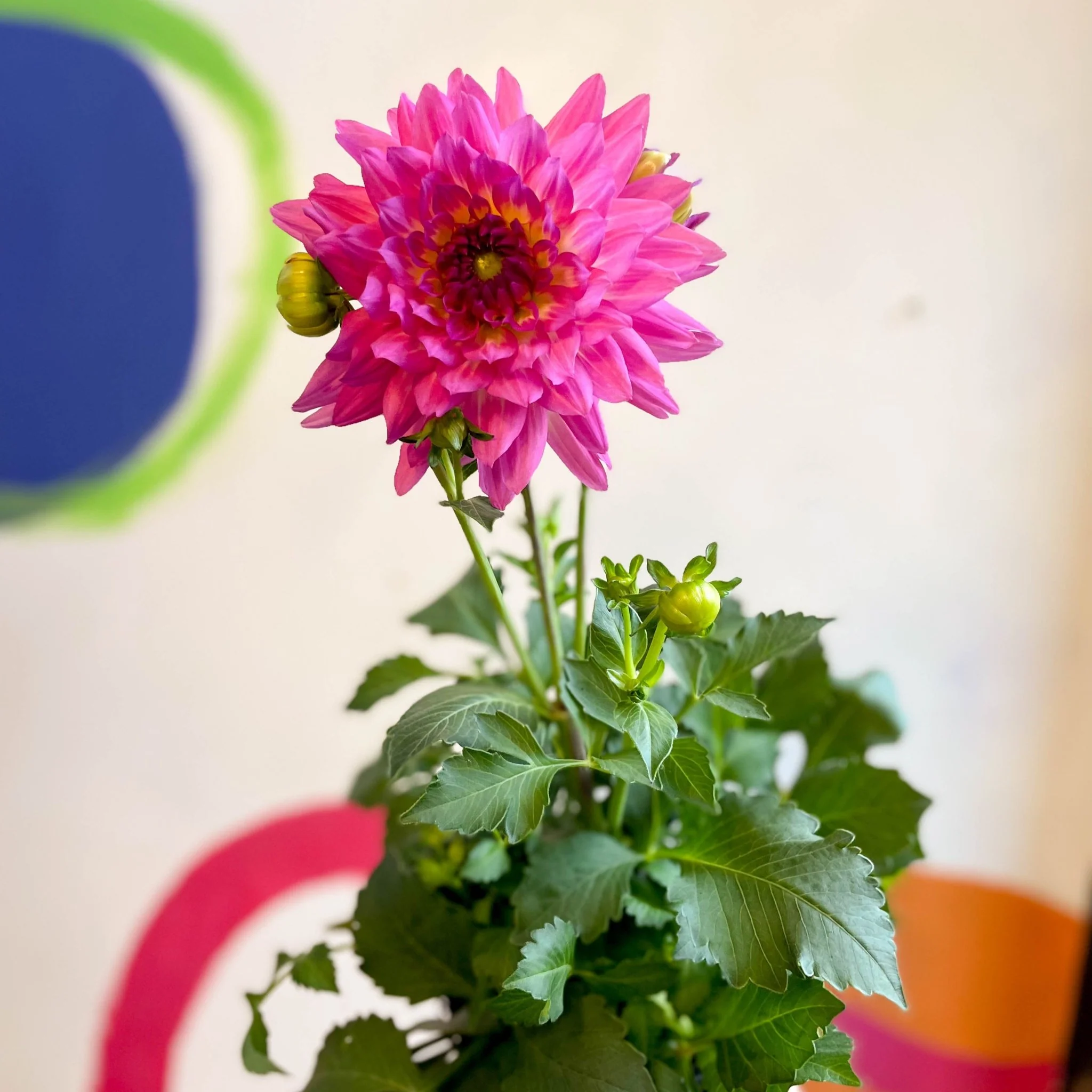 Dahlia 'Dalina Maxi Salinas (P)' - British Grown - Image 5