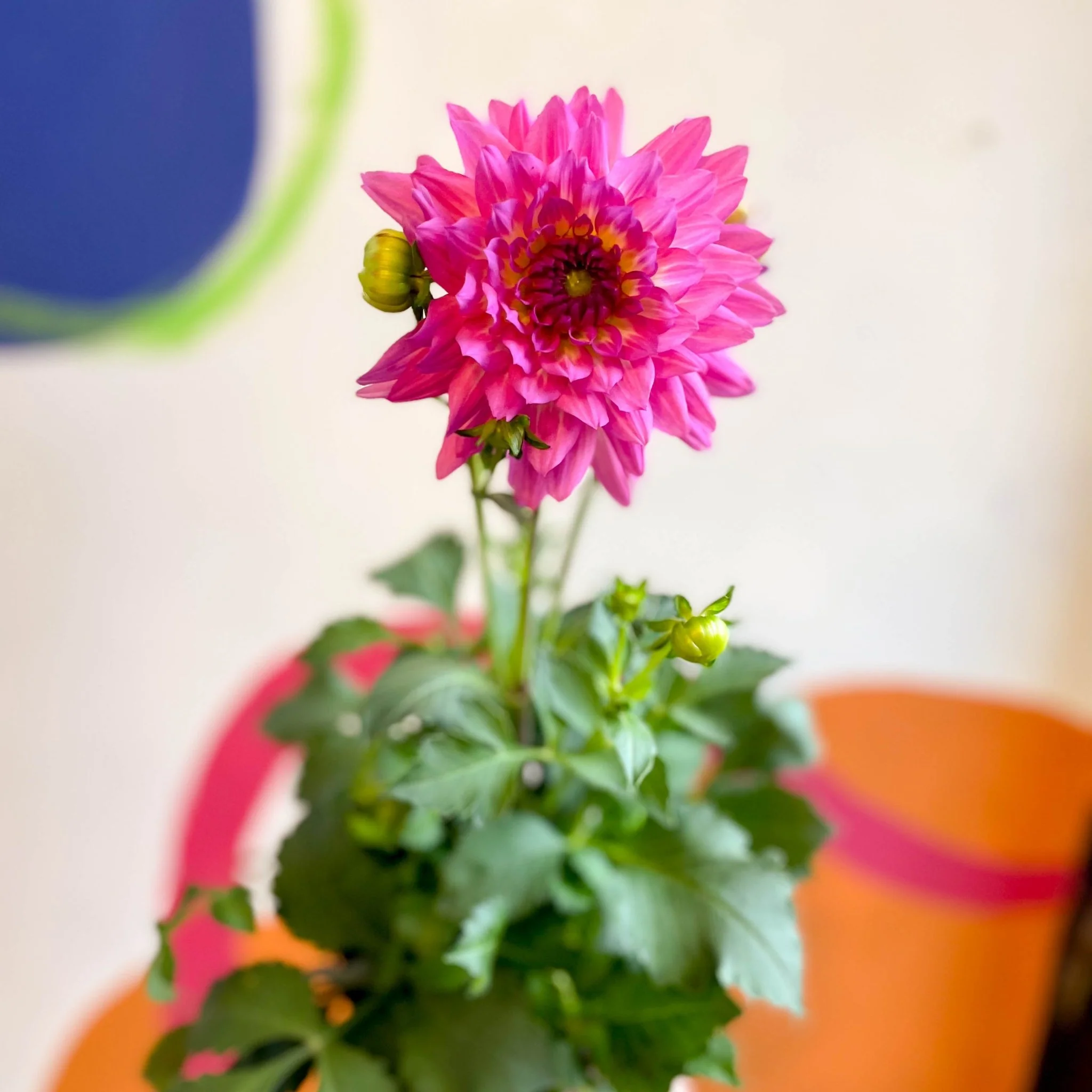 Dahlia 'Dalina Maxi Salinas (P)' - British Grown - Image 8