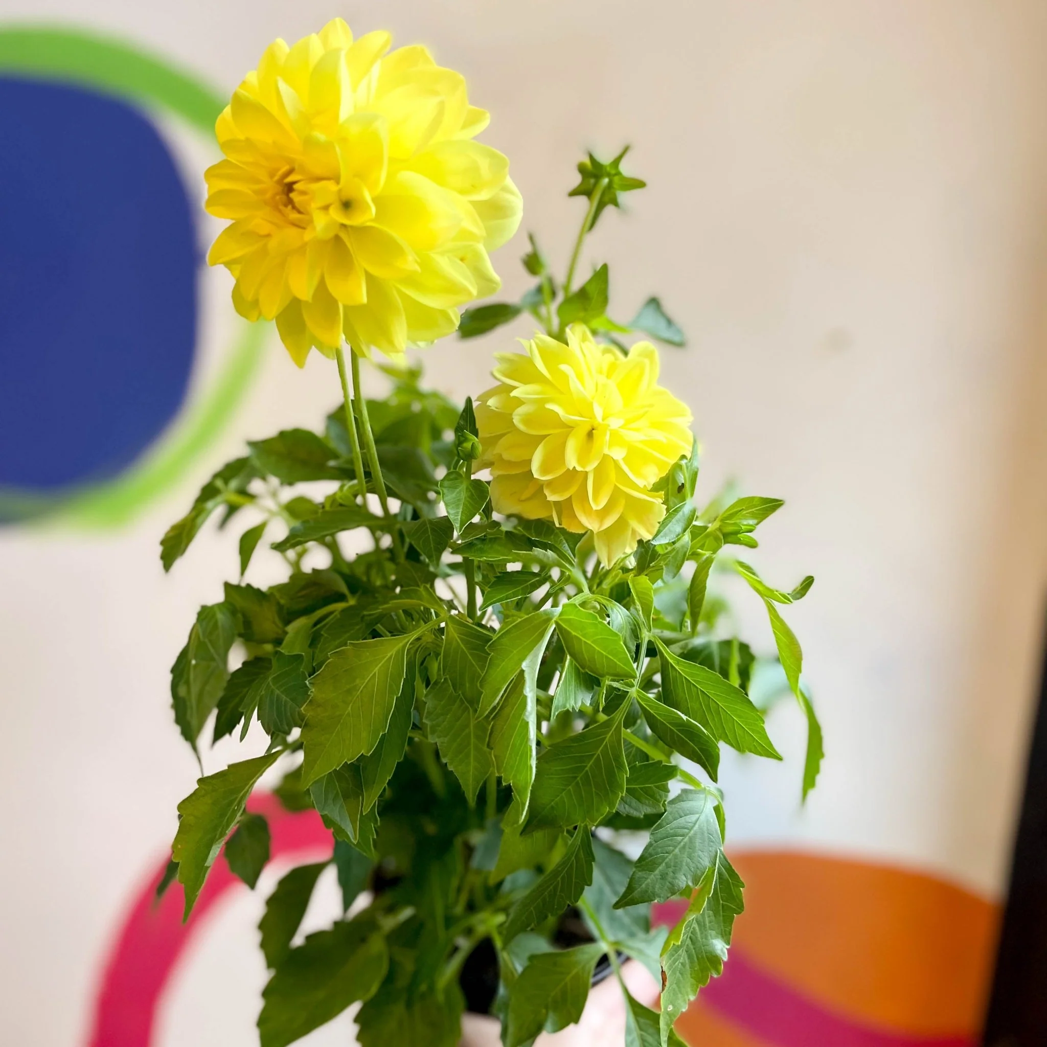 Dahlia 'Dalina Maxi Sonora (P)' - British Grown - Image 8