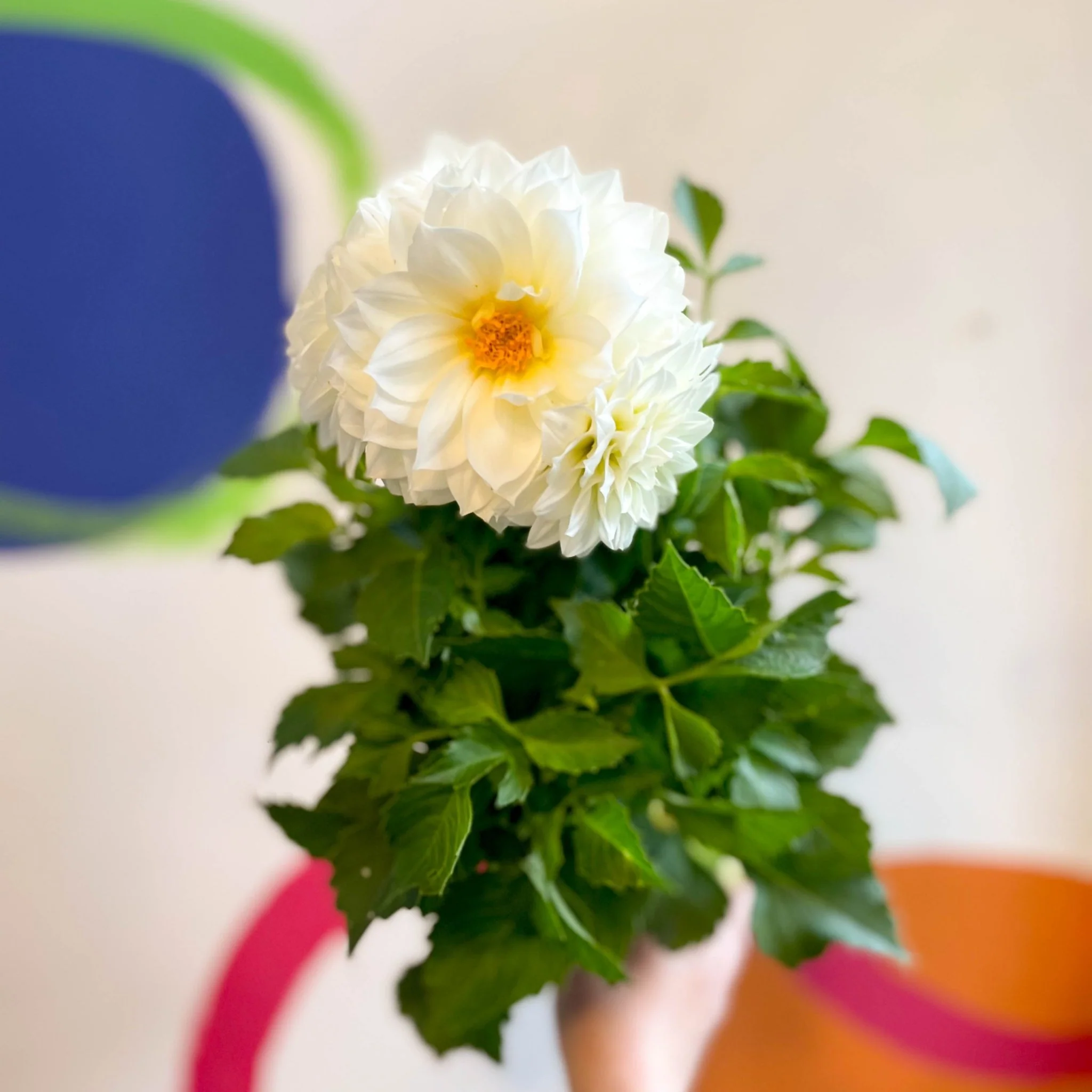 Dahlia 'Dalina Maxi White (P)' - British Grown