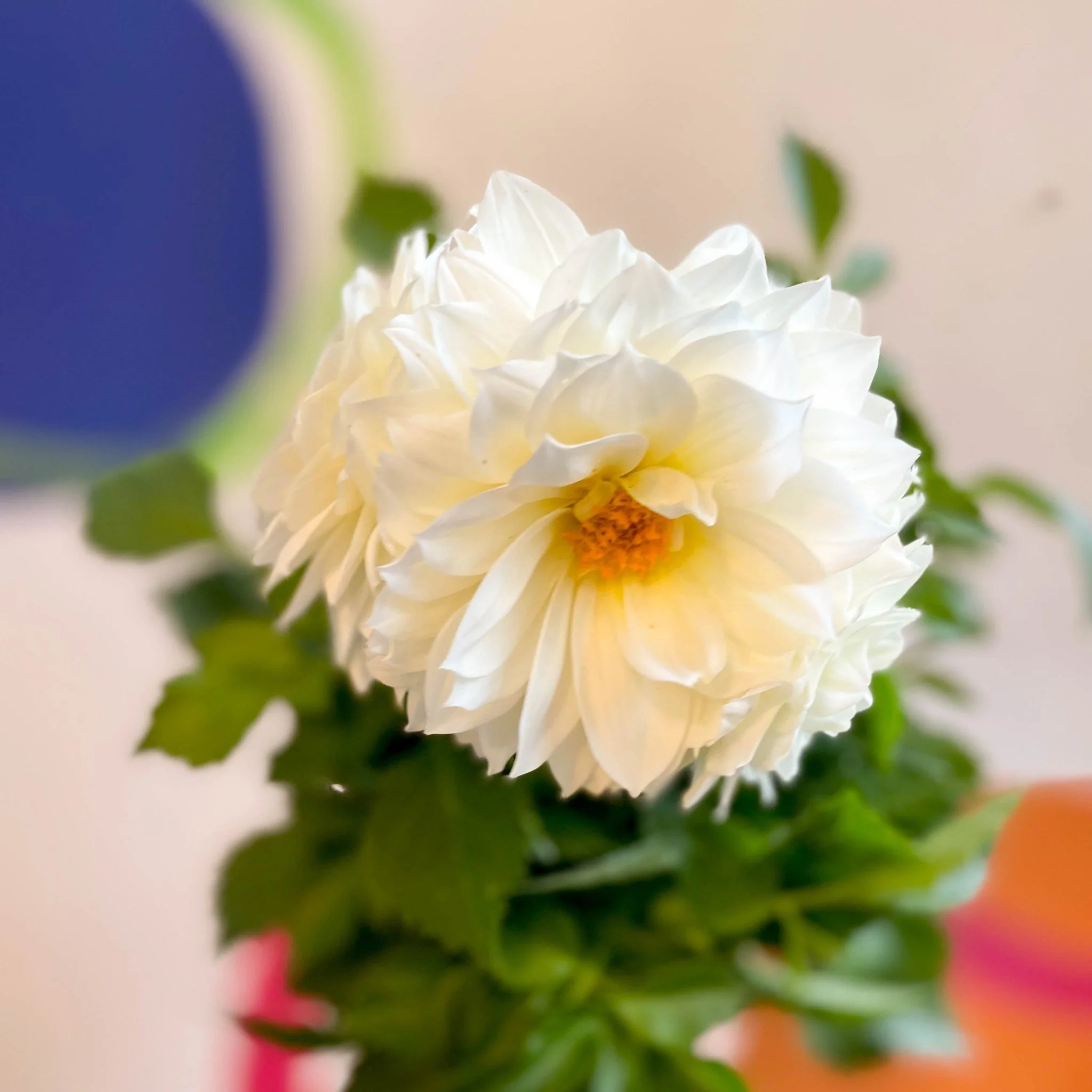 Dahlia 'Dalina Maxi White (P)' - British Grown - Image 2