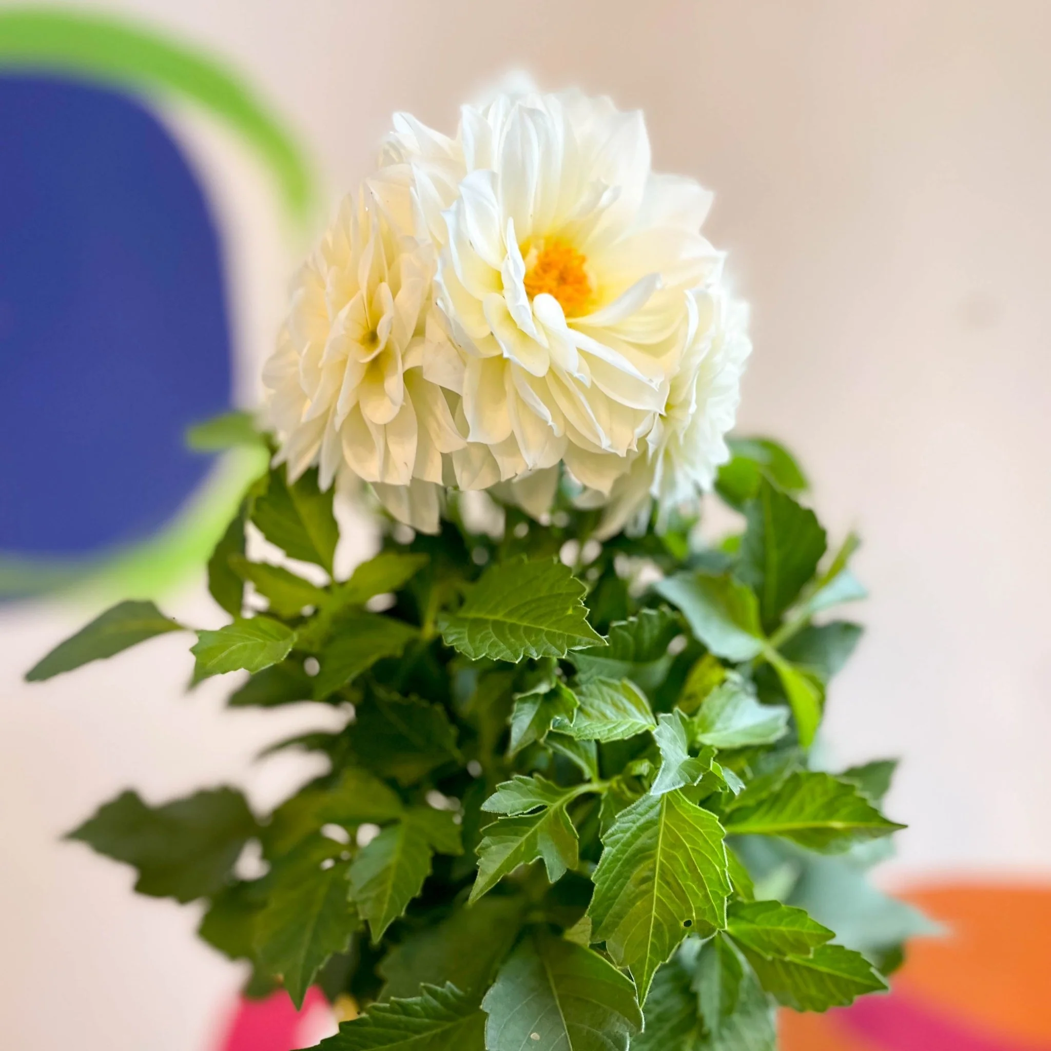 Dahlia 'Dalina Maxi White (P)' - British Grown - Image 3