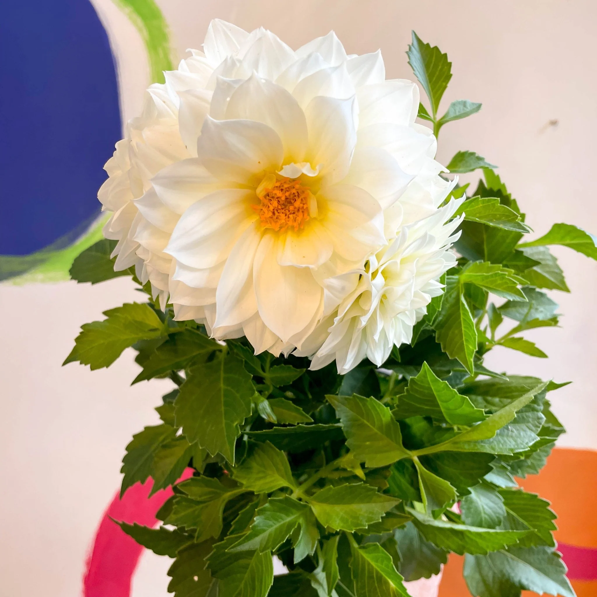 Dahlia 'Dalina Maxi White (P)' - British Grown - Image 4