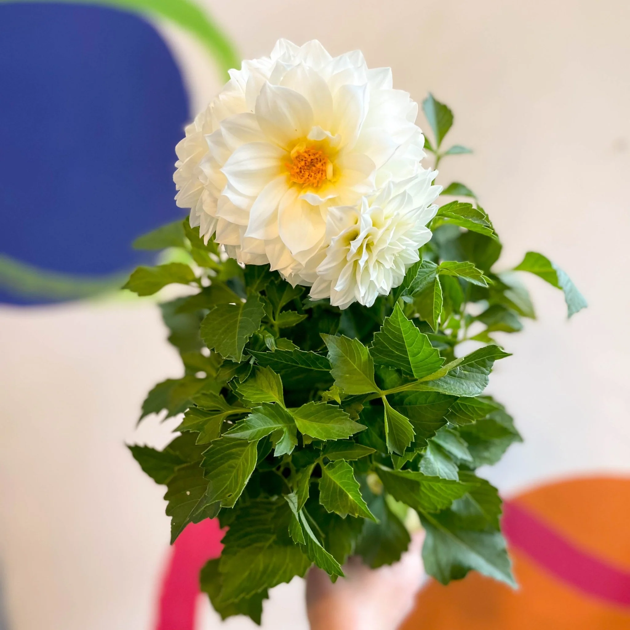Dahlia 'Dalina Maxi White (P)' - British Grown - Image 6