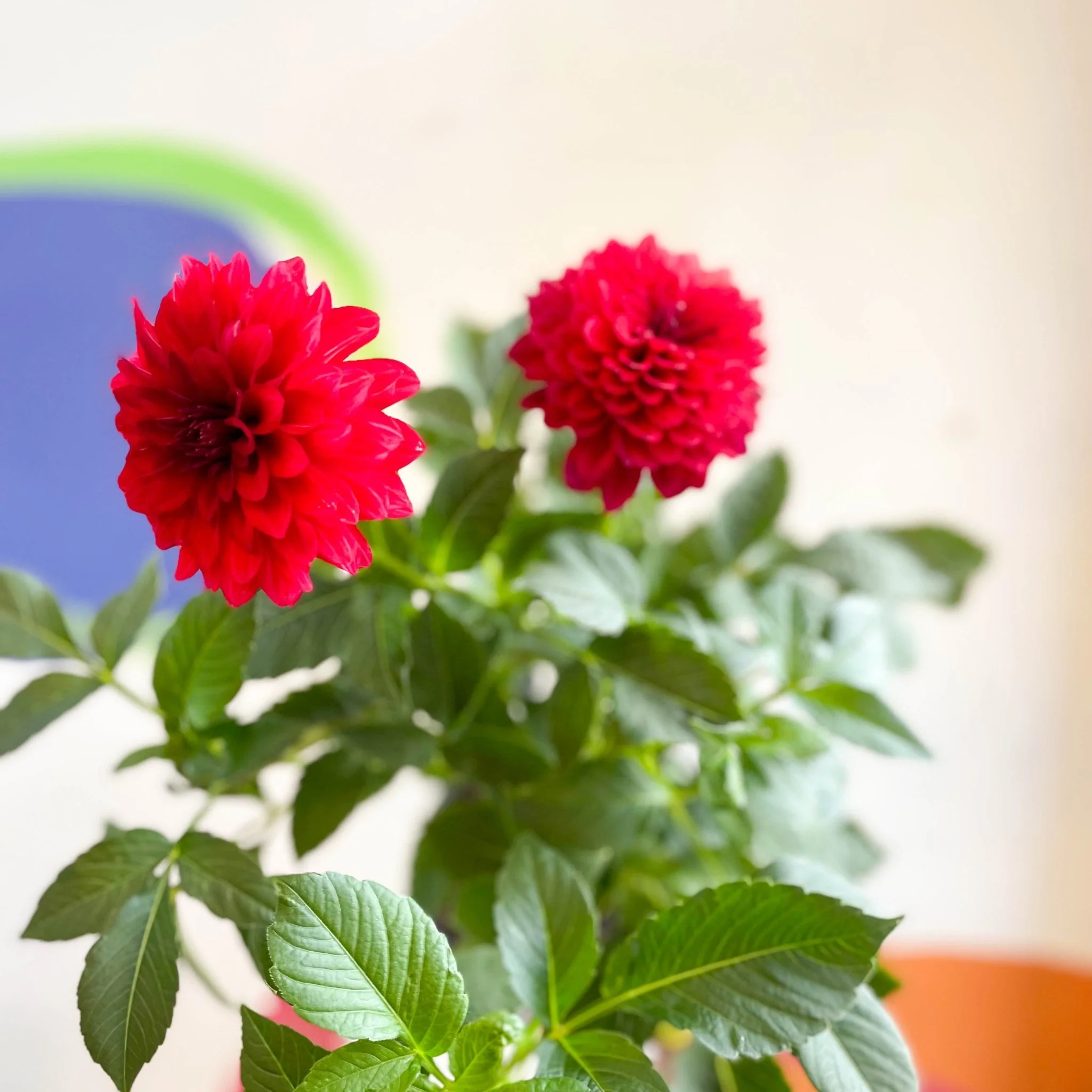 Dahlia 'Gallery Blood Red' - British Grown - Image 4