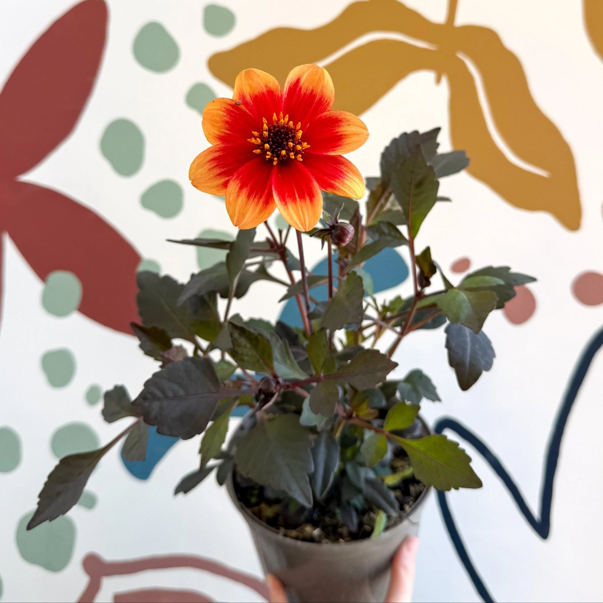 Dahlia 'Happy Days Bicolour' - Cotswold Grown Perennial