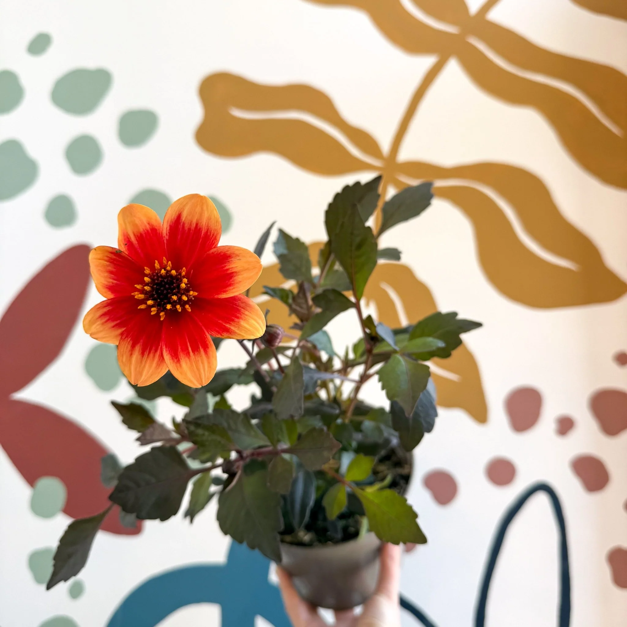Dahlia 'Happy Days Bicolour' - Cotswold Grown Perennial - Image 2