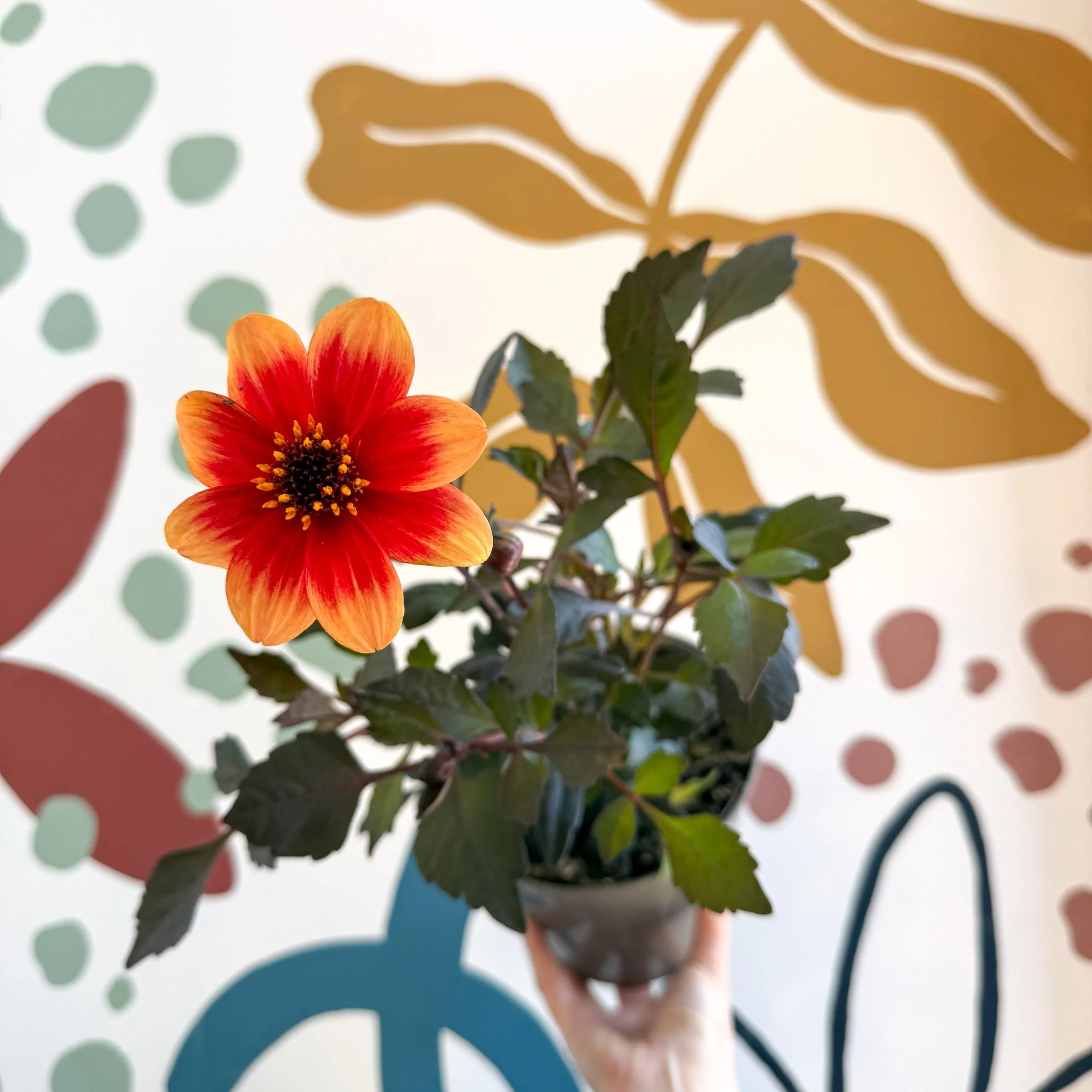 Dahlia 'Happy Days Bicolour' - Cotswold Grown Perennial - Image 5