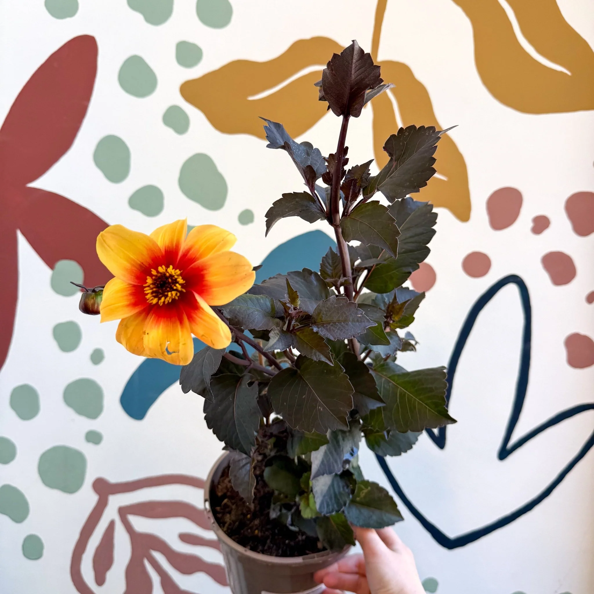 Dahlia 'Moonfire' - Cotswold Grown Perennial - Image 2