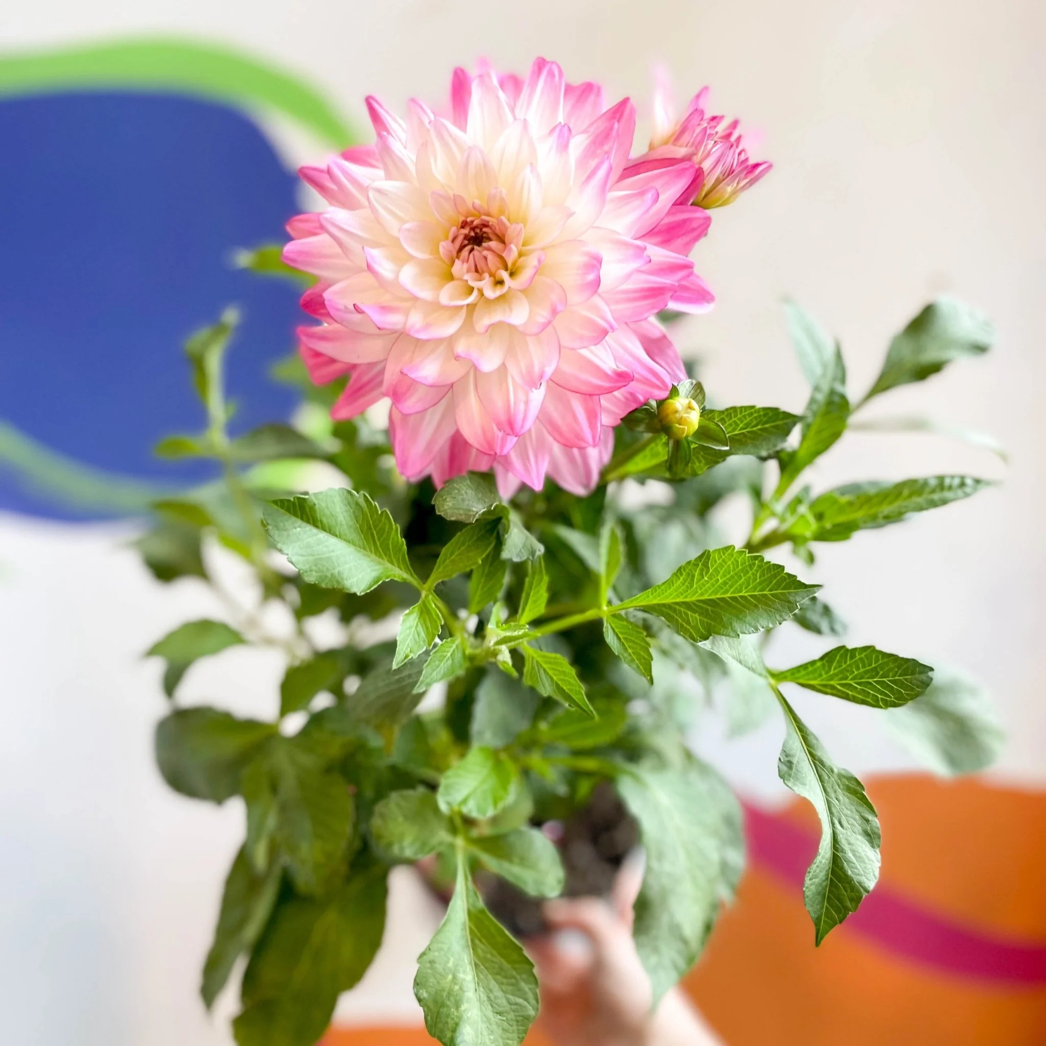 Dahlia 'Sincerity Rose Bicolour' - British Grown