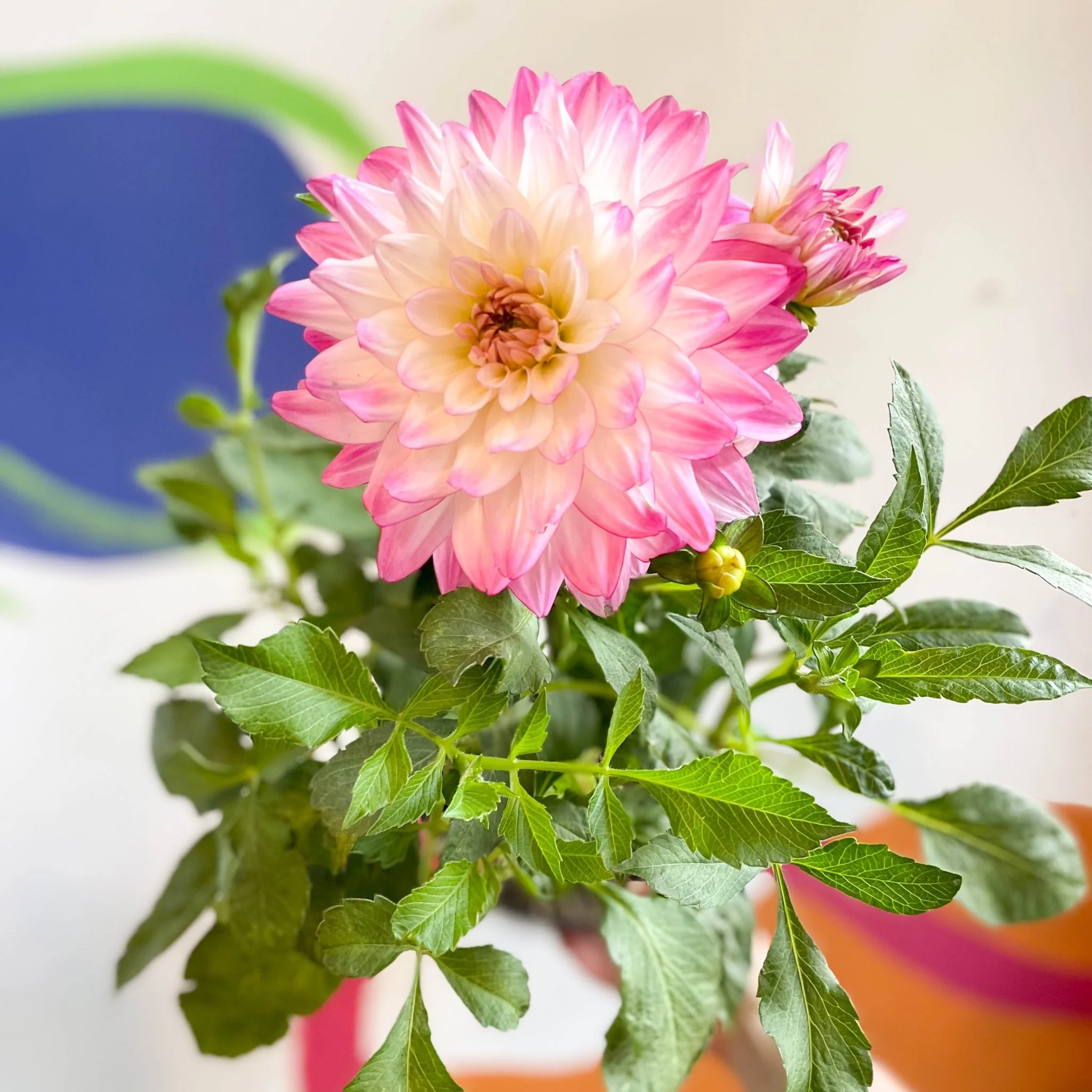 Dahlia 'Sincerity Rose Bicolour' - British Grown - Image 10