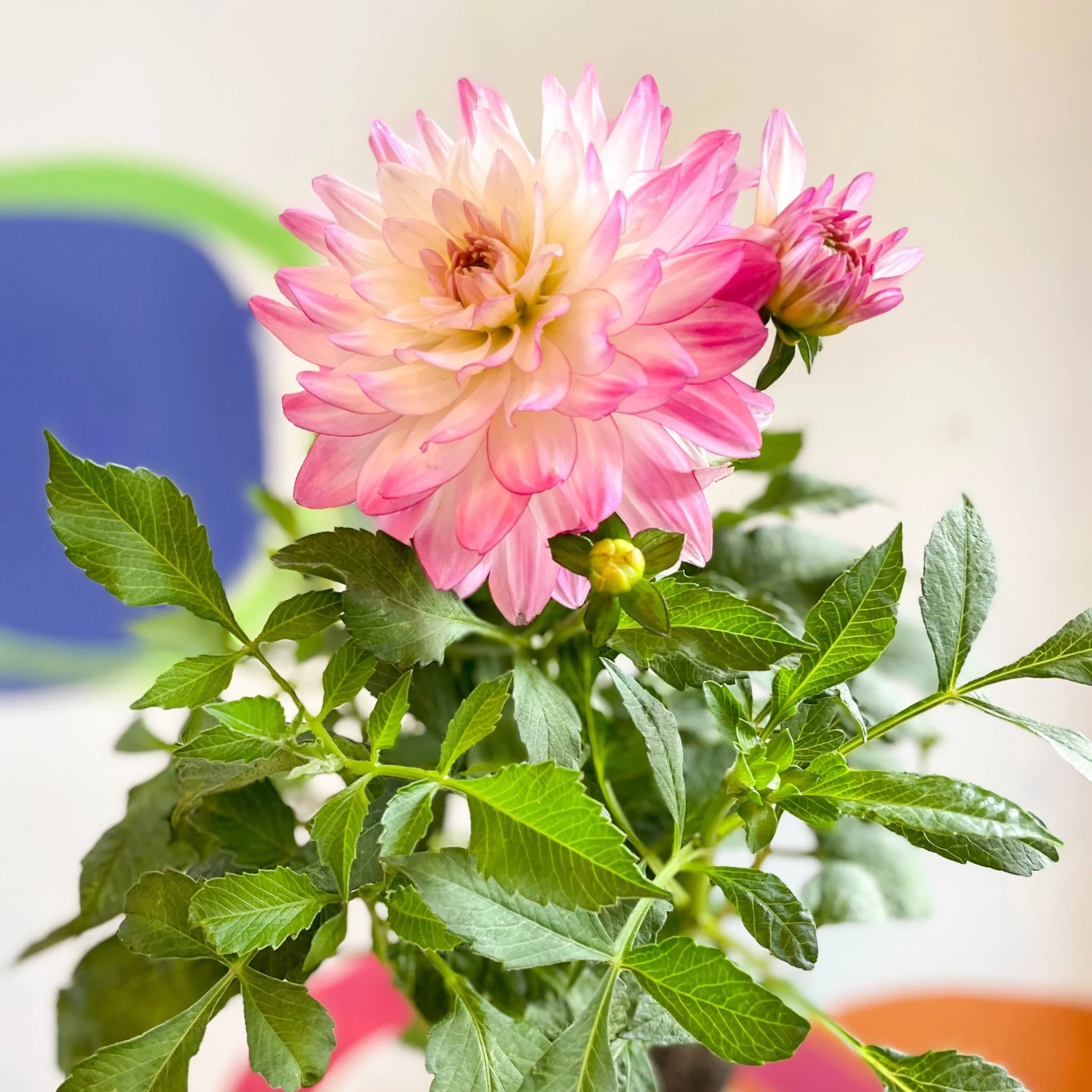 Dahlia 'Sincerity Rose Bicolour' - British Grown - Image 11