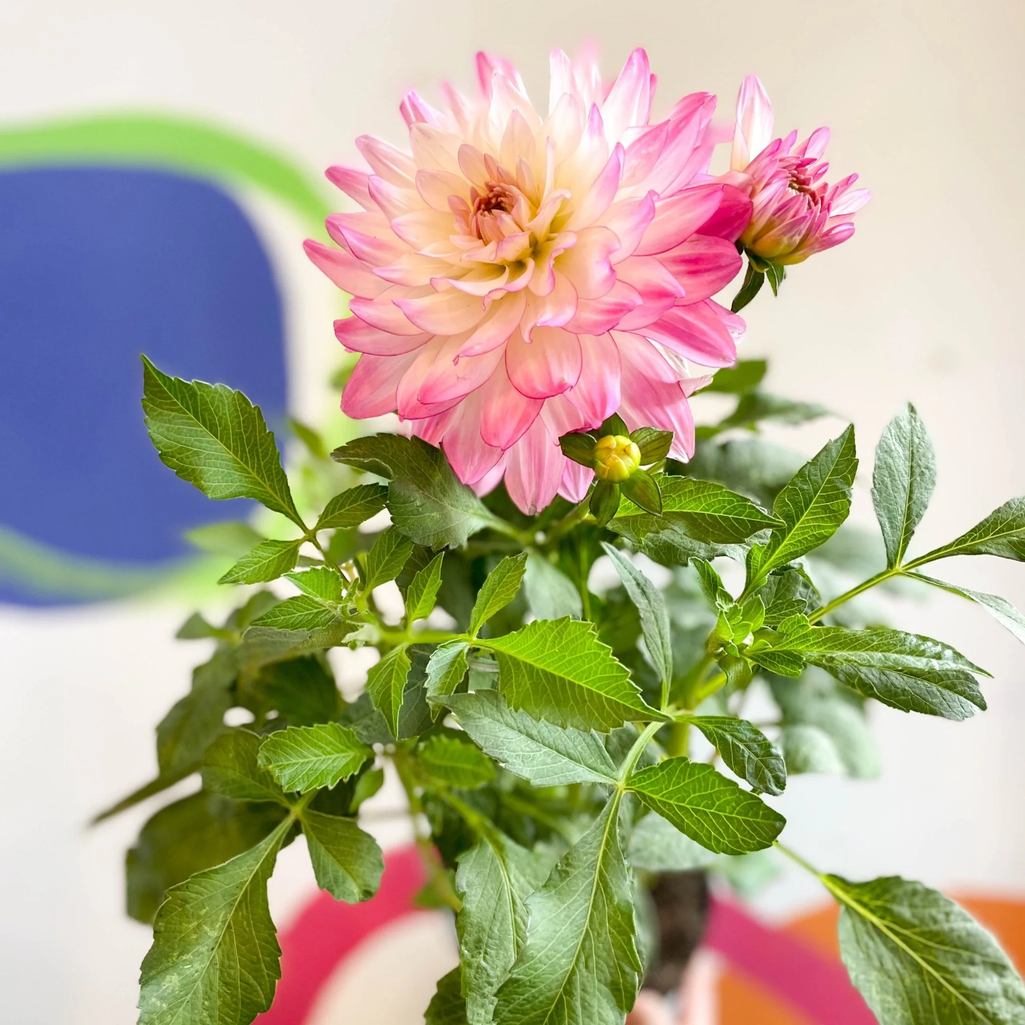 Dahlia 'Sincerity Rose Bicolour' - British Grown - Image 12