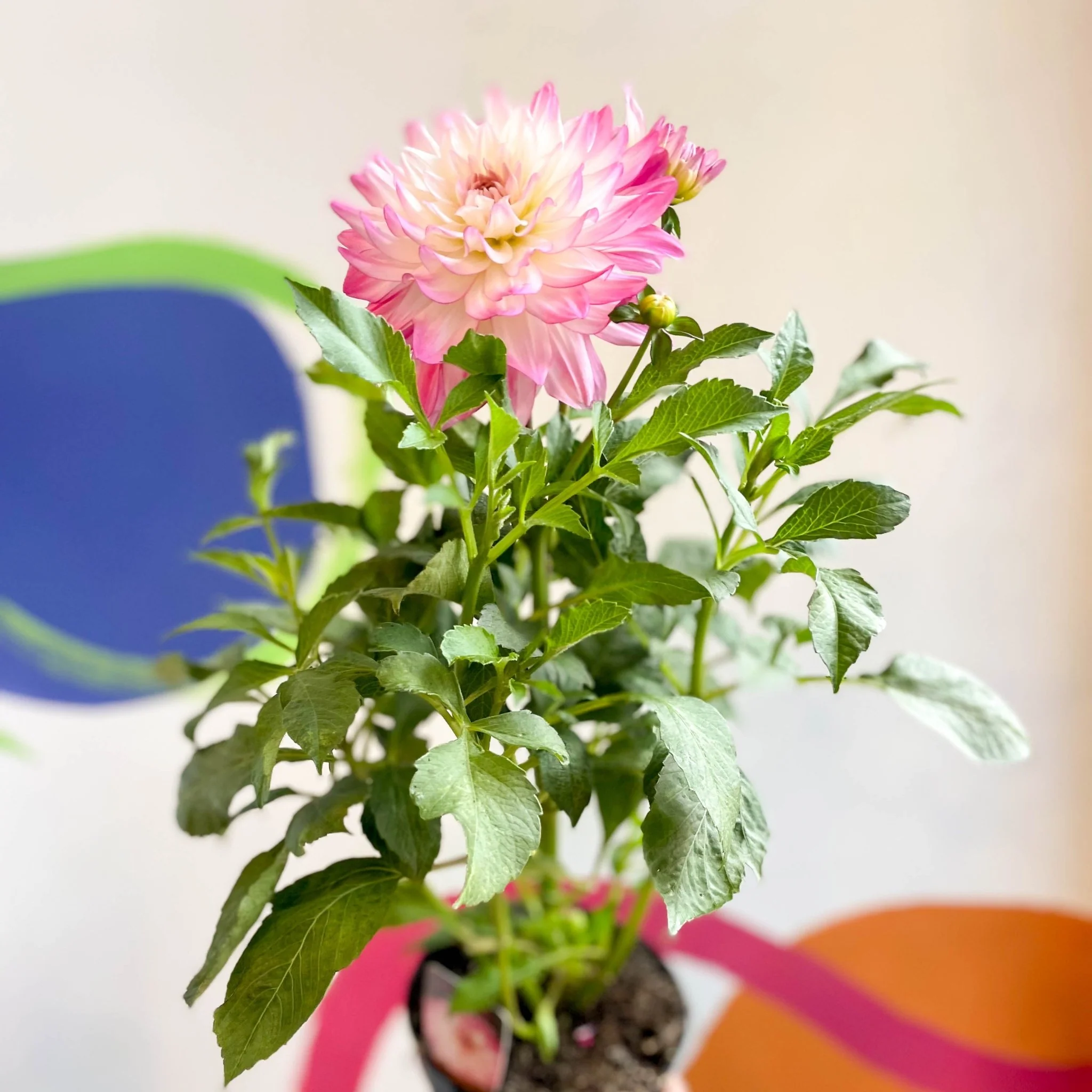 Dahlia 'Sincerity Rose Bicolour' - British Grown - Image 2