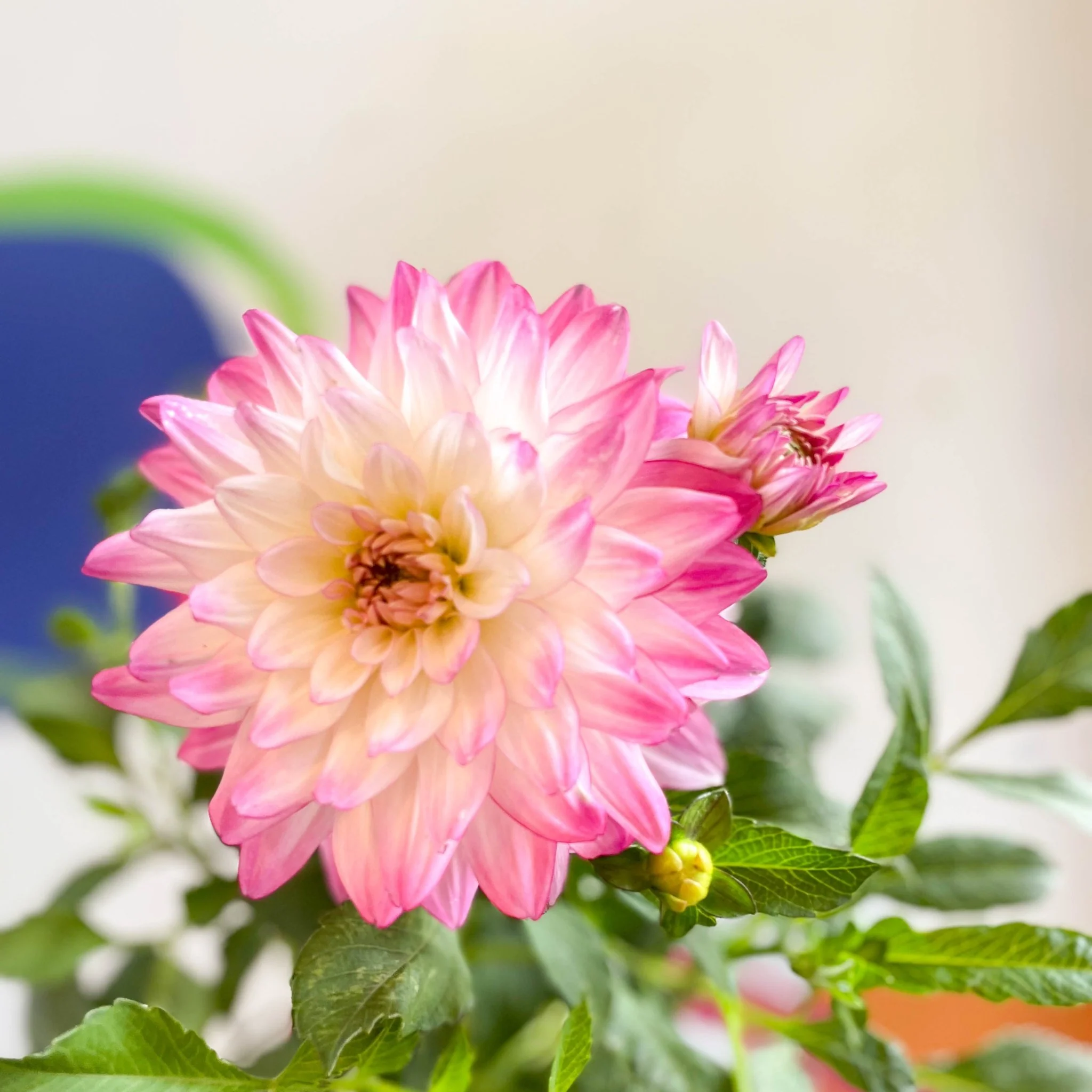 Dahlia 'Sincerity Rose Bicolour' - British Grown - Image 3
