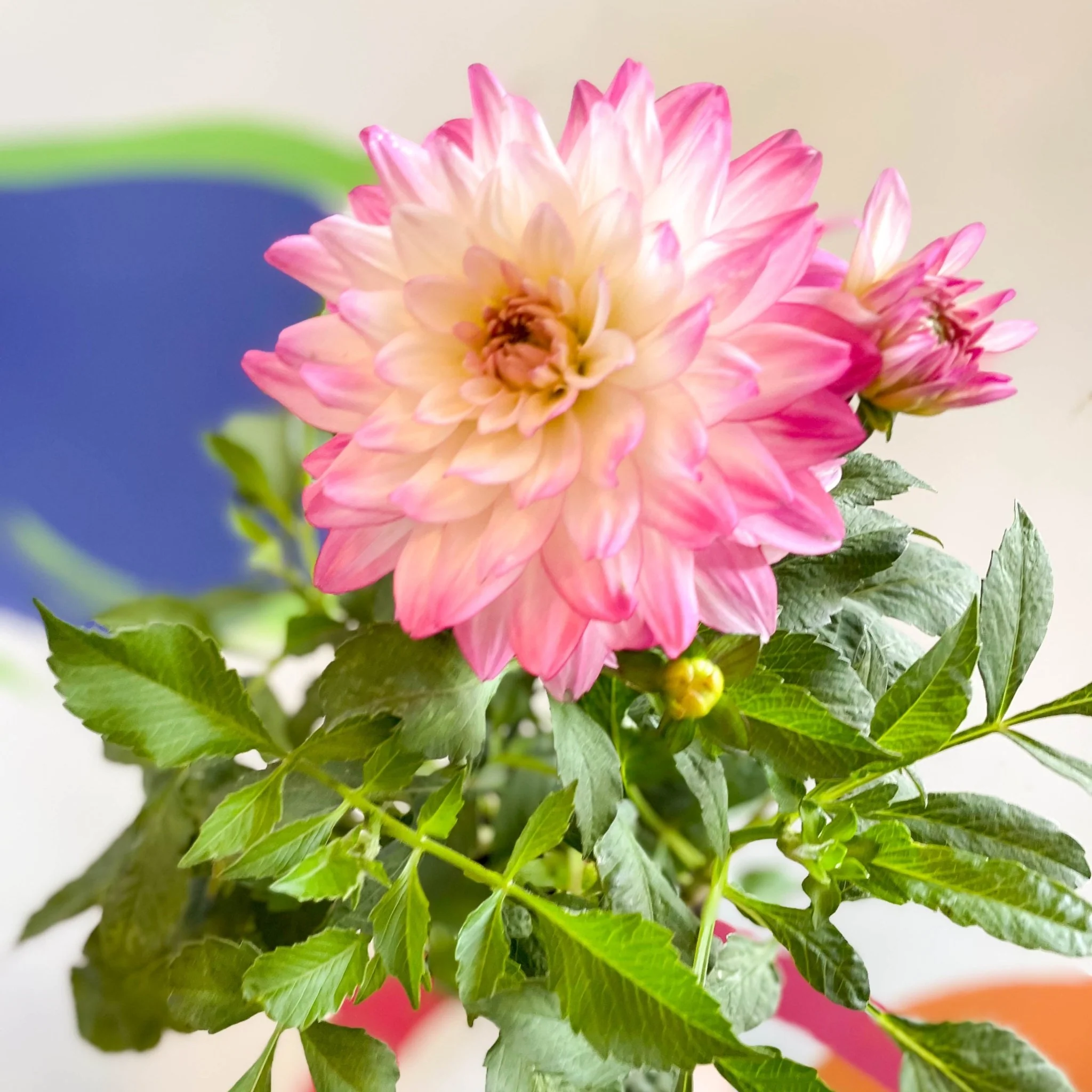 Dahlia 'Sincerity Rose Bicolour' - British Grown - Image 4