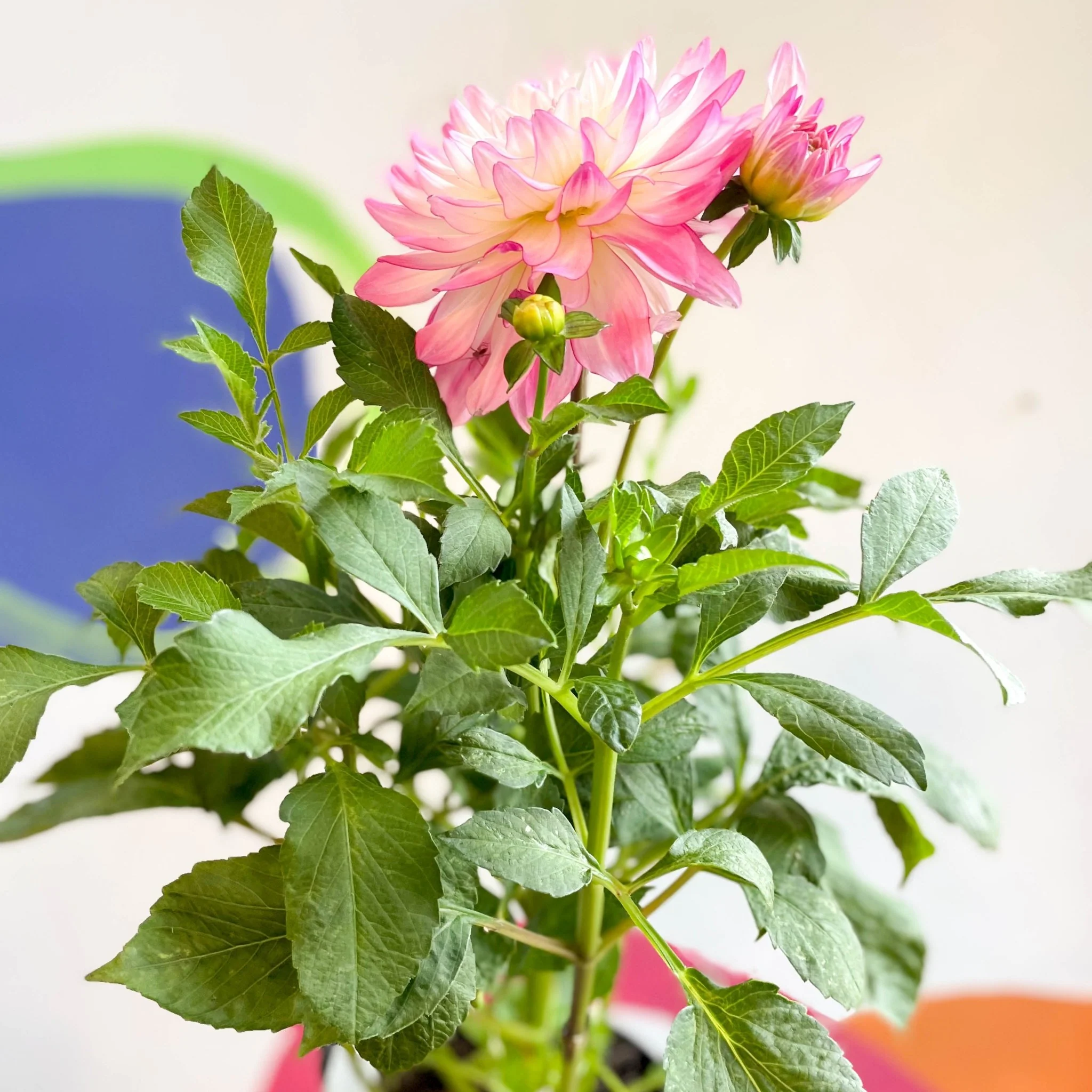 Dahlia 'Sincerity Rose Bicolour' - British Grown - Image 5
