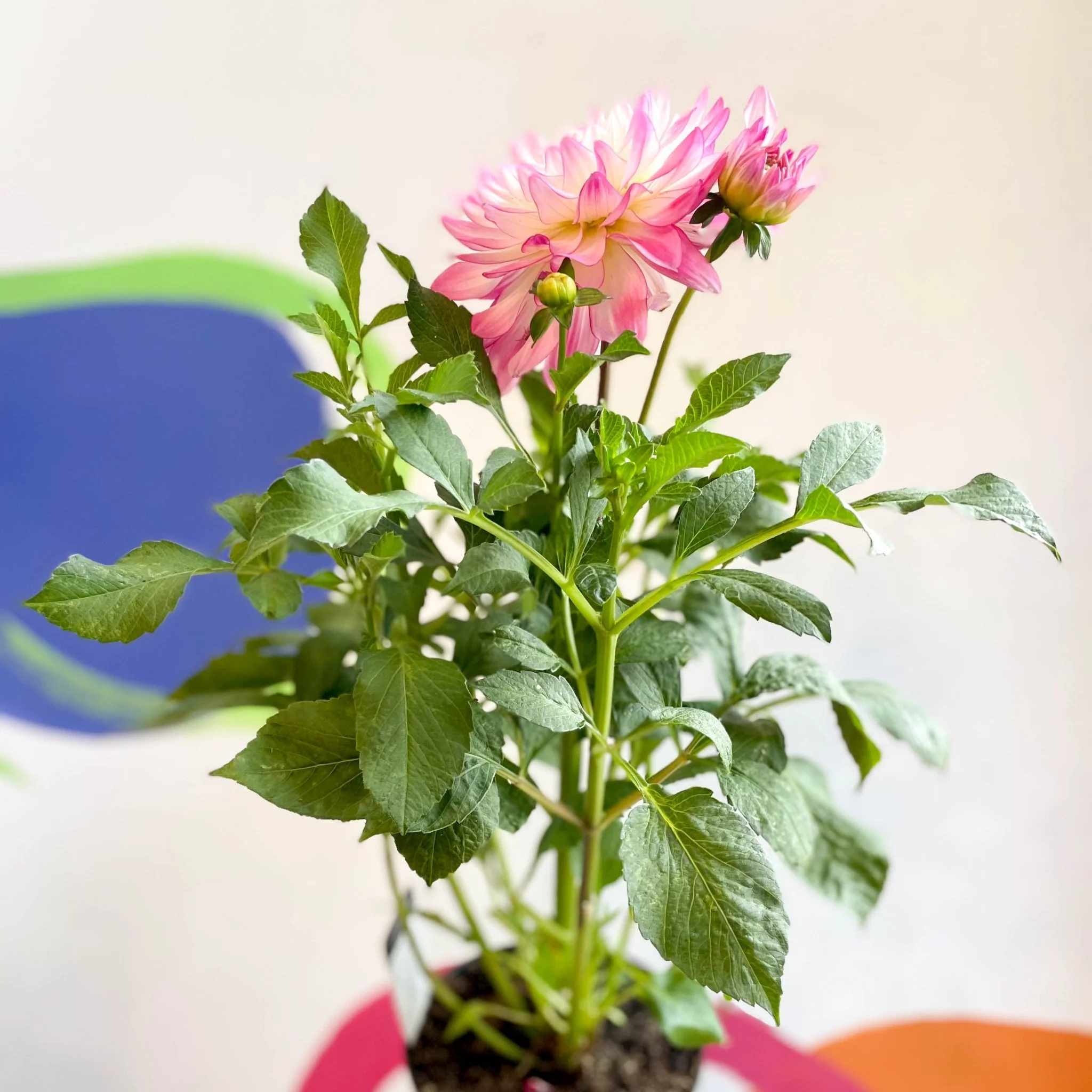 Dahlia 'Sincerity Rose Bicolour' - British Grown - Image 6