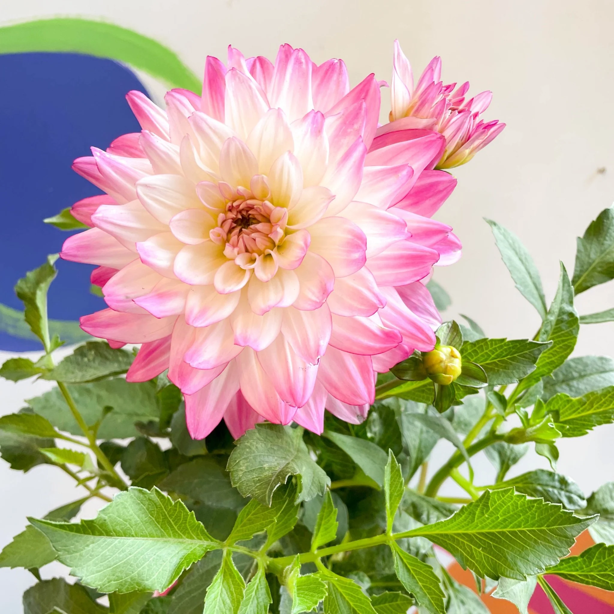 Dahlia 'Sincerity Rose Bicolour' - British Grown - Image 7