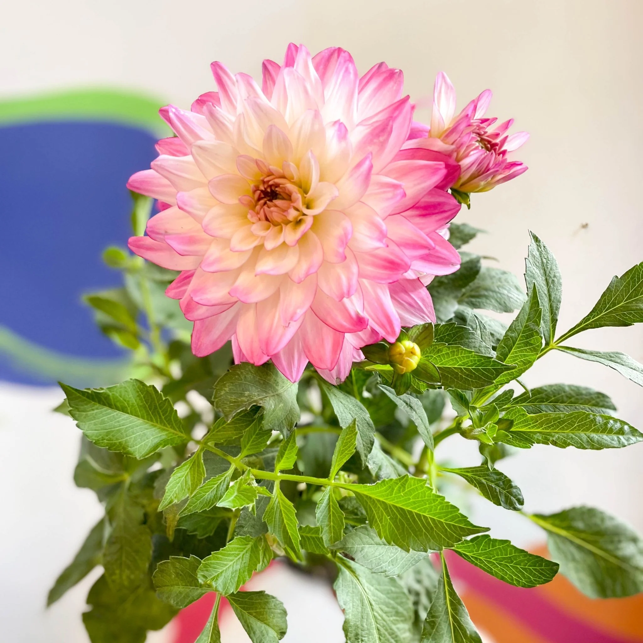 Dahlia 'Sincerity Rose Bicolour' - British Grown - Image 8