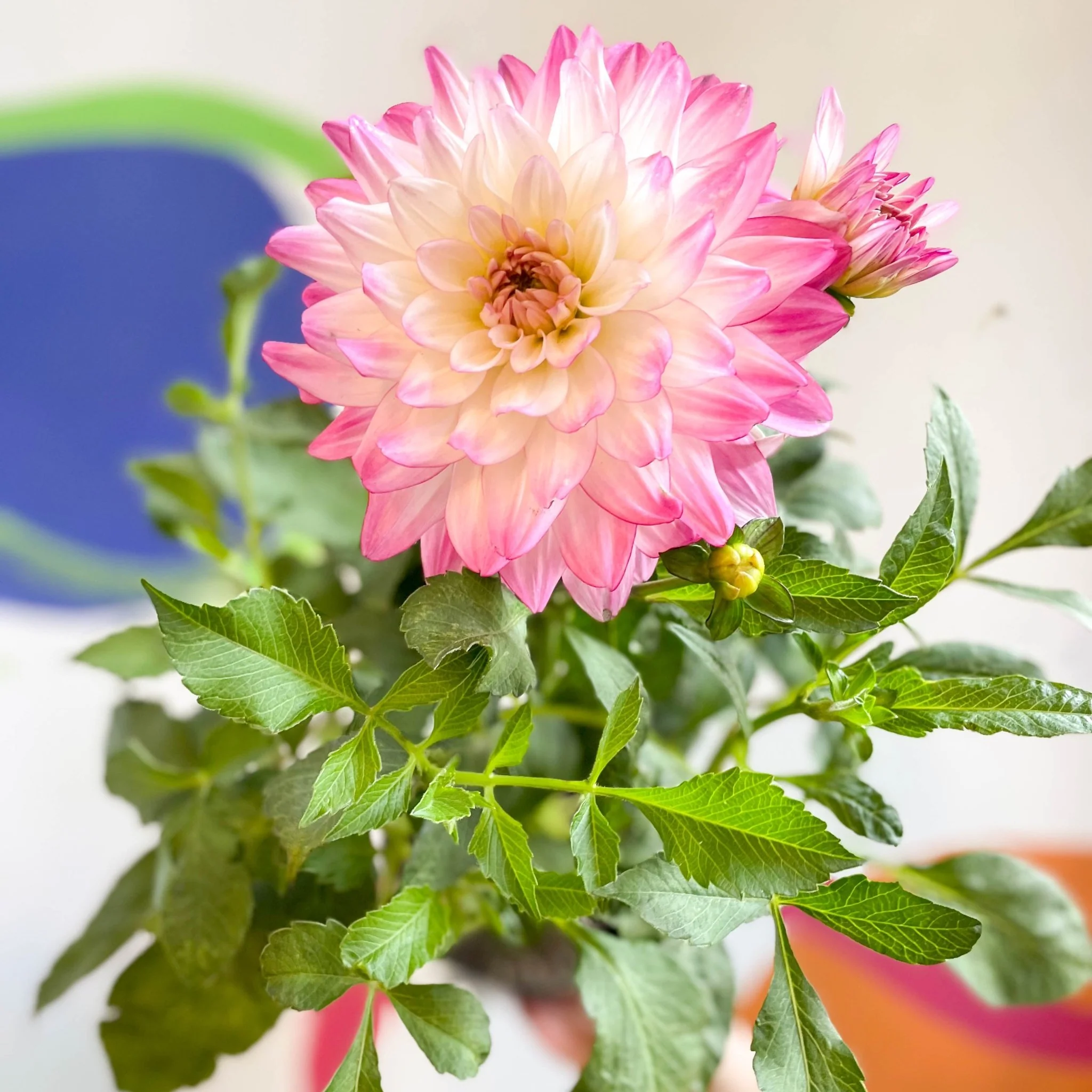 Dahlia 'Sincerity Rose Bicolour' - British Grown - Image 9