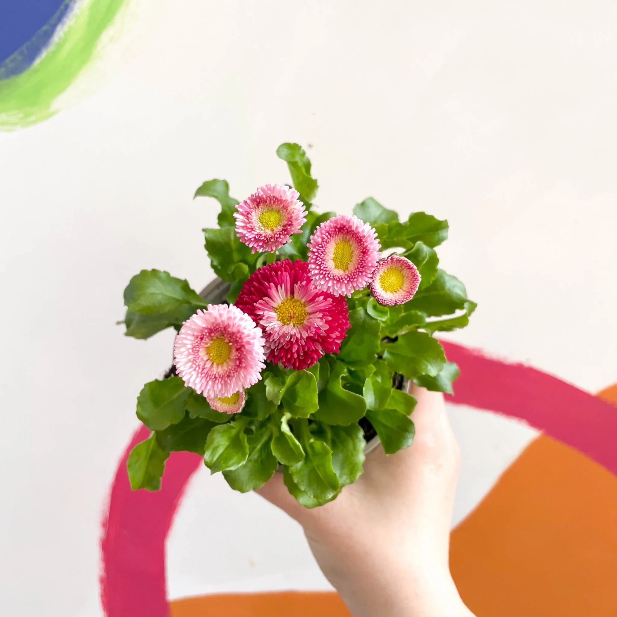 Bellis perennis - Common Daisy - British Grown