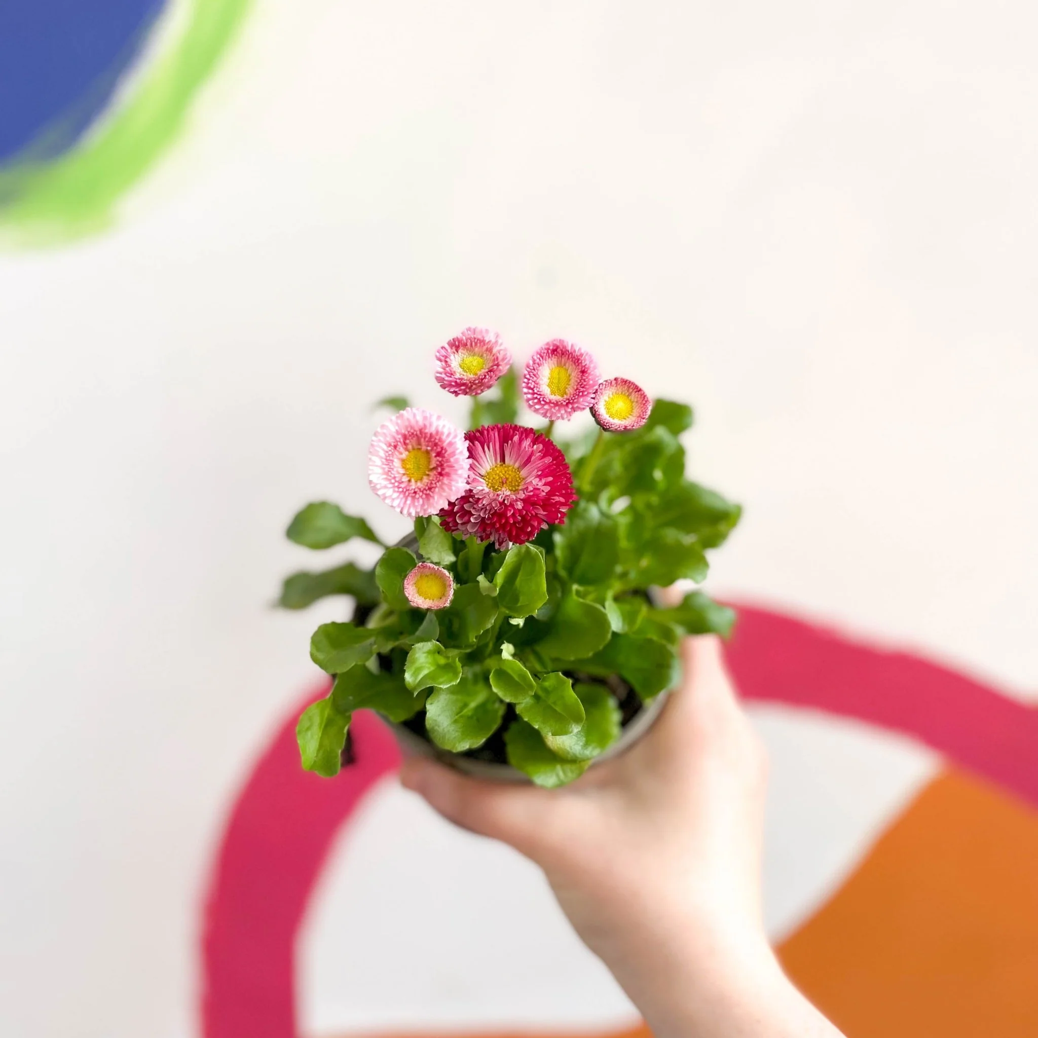 Bellis perennis - Common Daisy - British Grown - Image 2