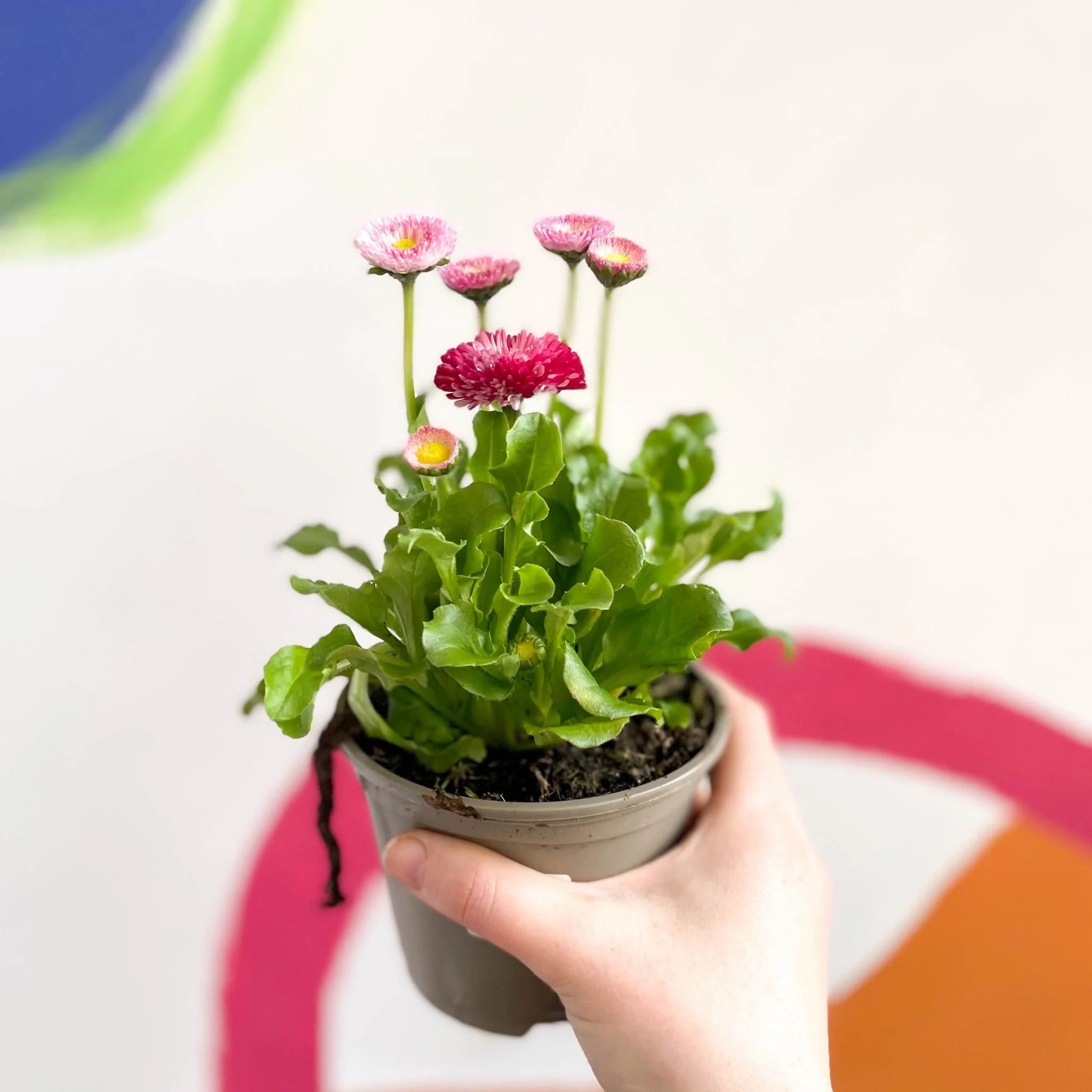 Bellis perennis - Common Daisy - British Grown - Image 3