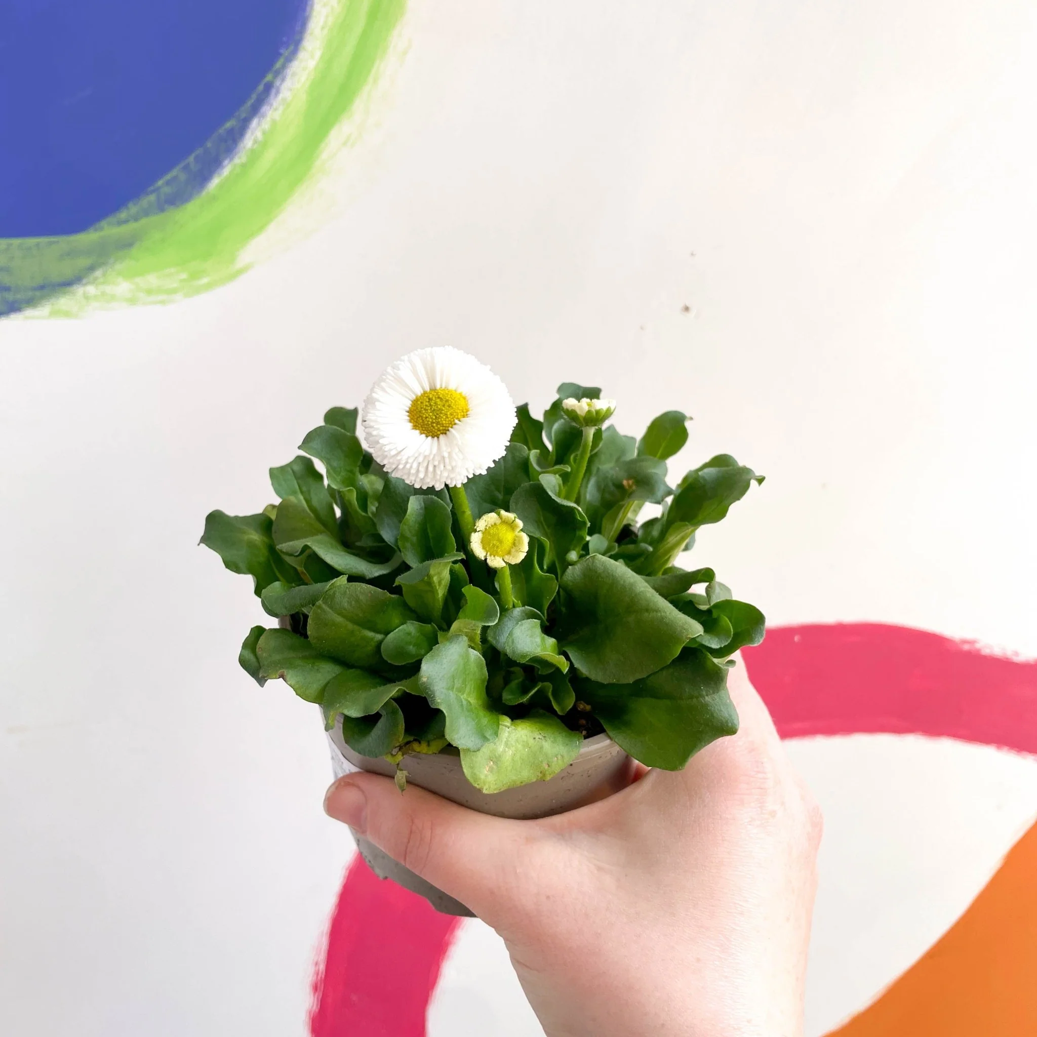 Bellis perennis - Common Daisy - British Grown - Image 4