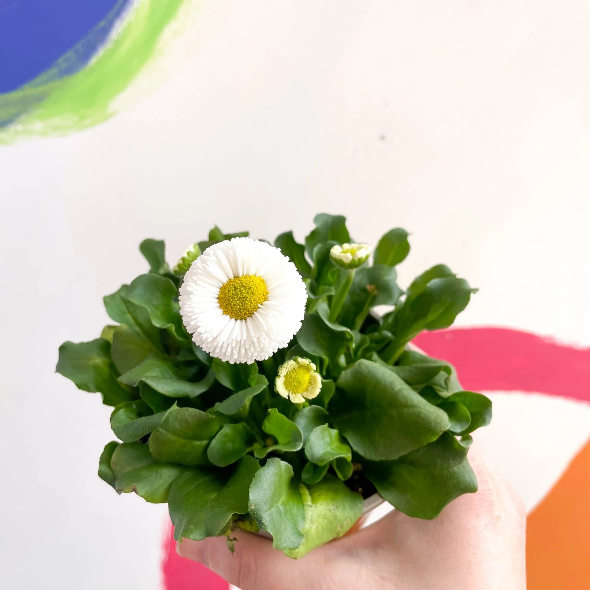 Bellis perennis - Common Daisy - British Grown - Image 5