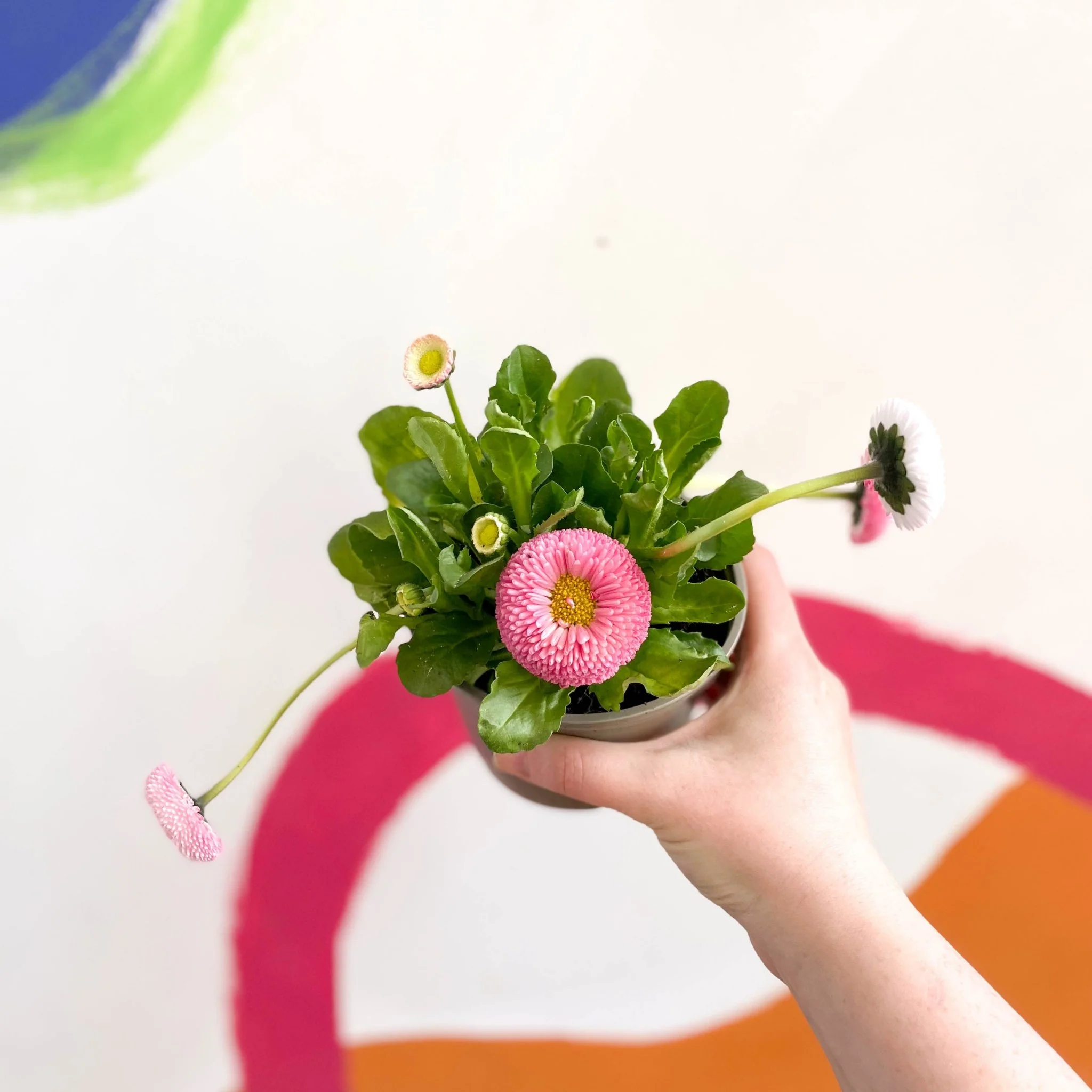 Bellis perennis - Common Daisy - British Grown - Image 6