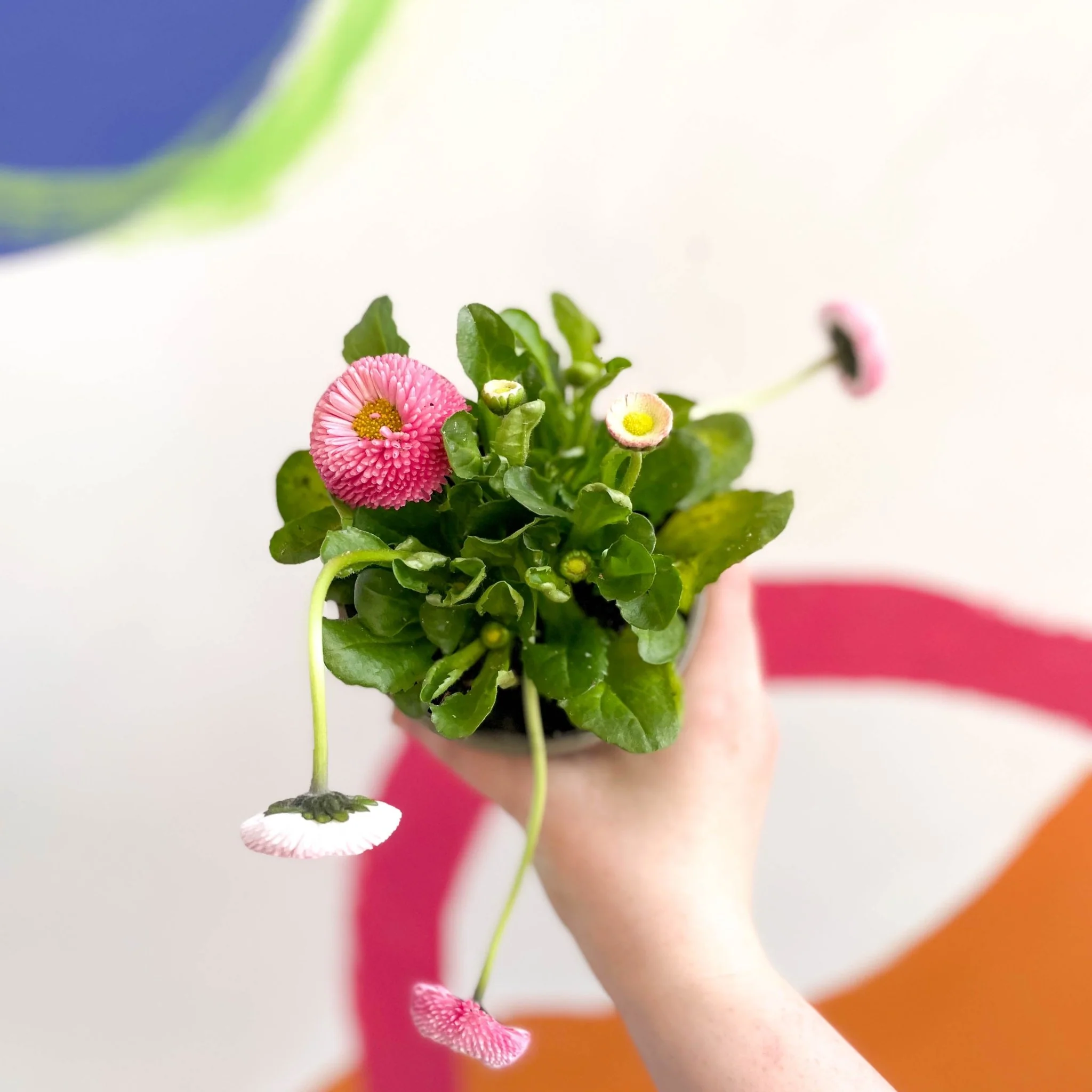 Bellis perennis - Common Daisy - British Grown - Image 7