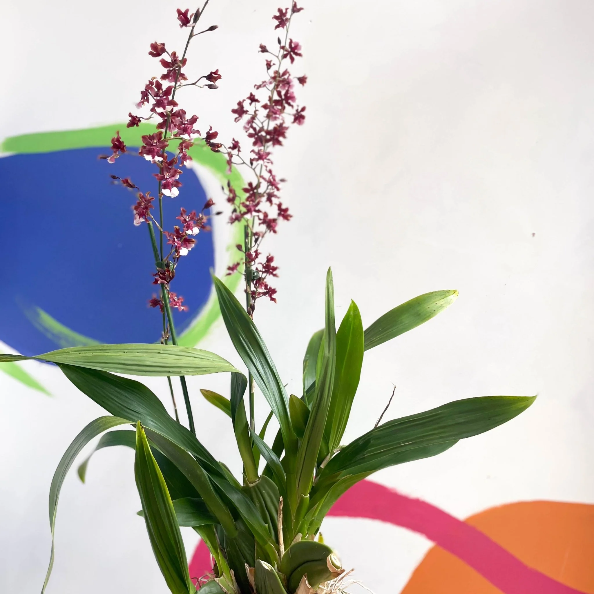 Dancing Lady Orchid - Oncidium 'Sharry Baby'
