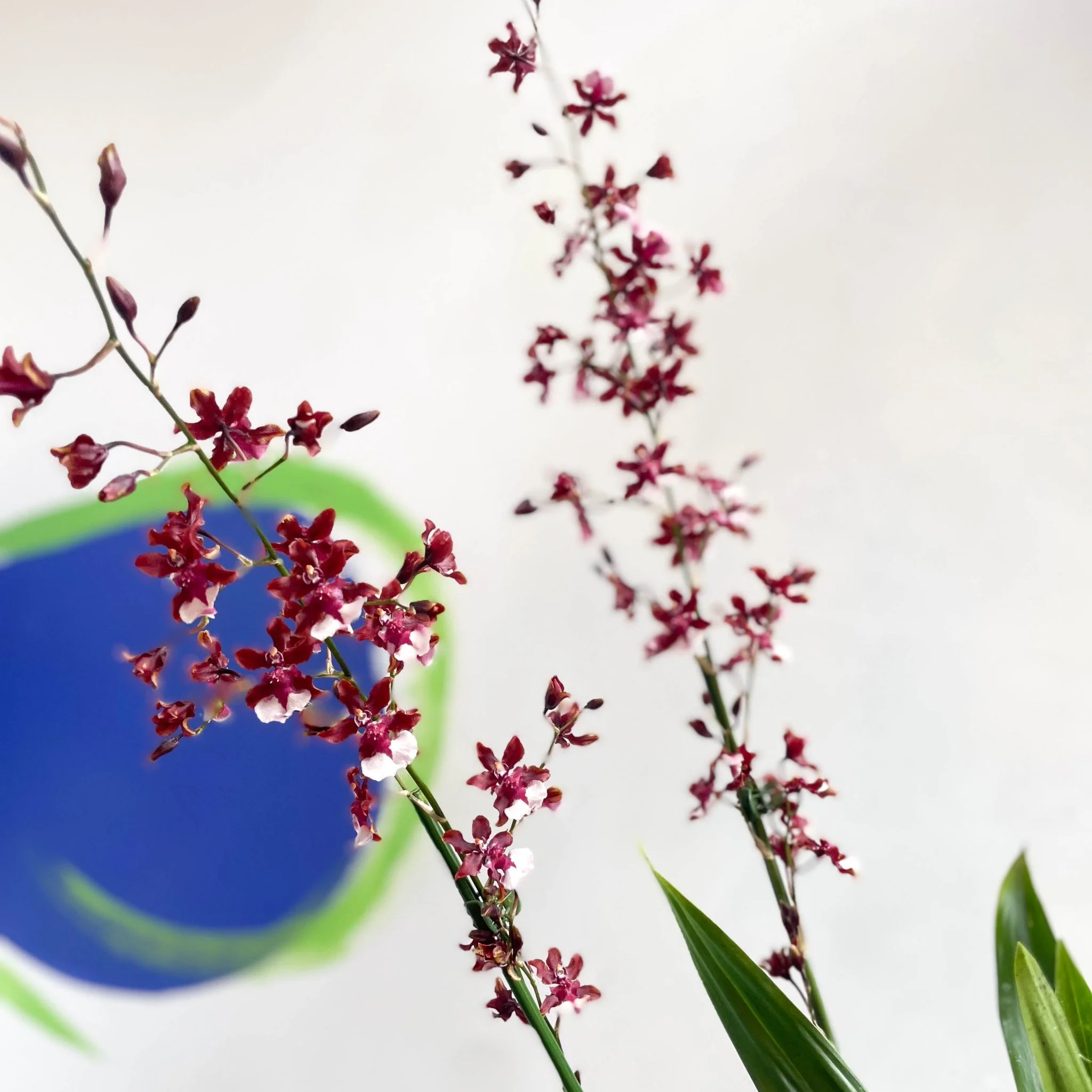Dancing Lady Orchid - Oncidium 'Sharry Baby' - Image 2