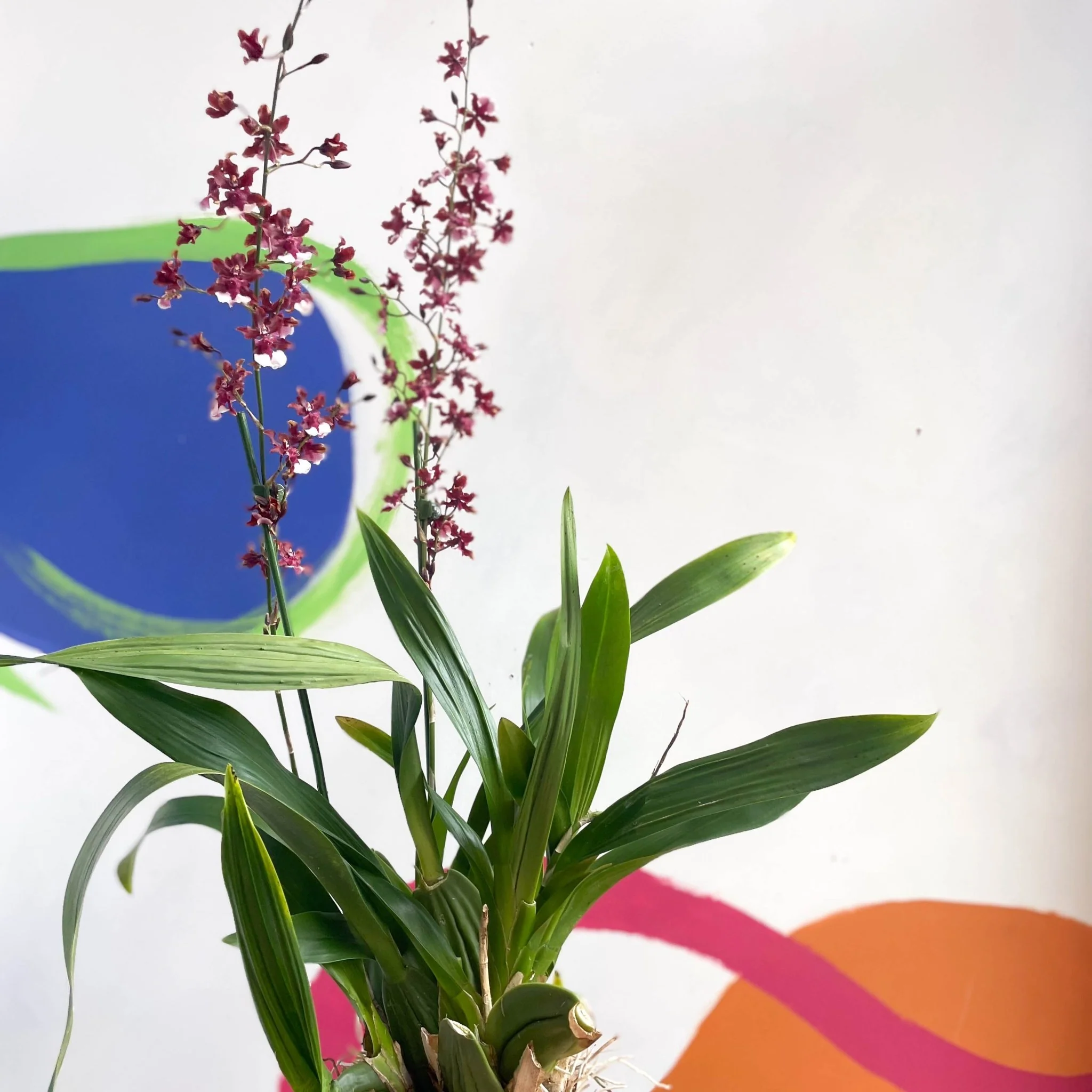 Dancing Lady Orchid - Oncidium 'Sharry Baby' - Image 3