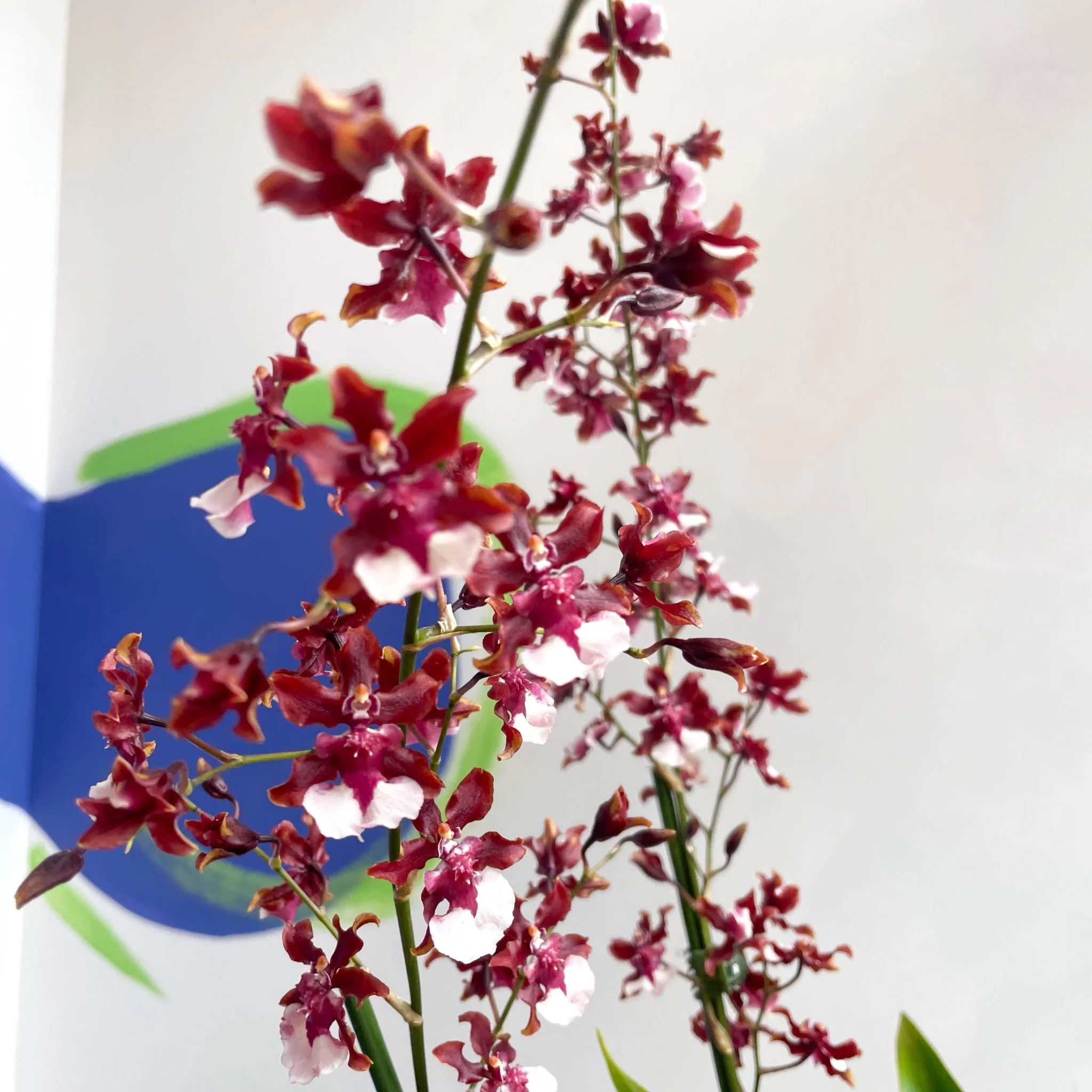Dancing Lady Orchid - Oncidium 'Sharry Baby' - Image 4
